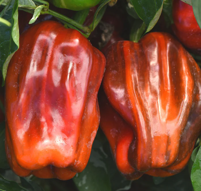 Candy Cane Chocolate Cherry Hybrid Pepper Seeds - Image 2