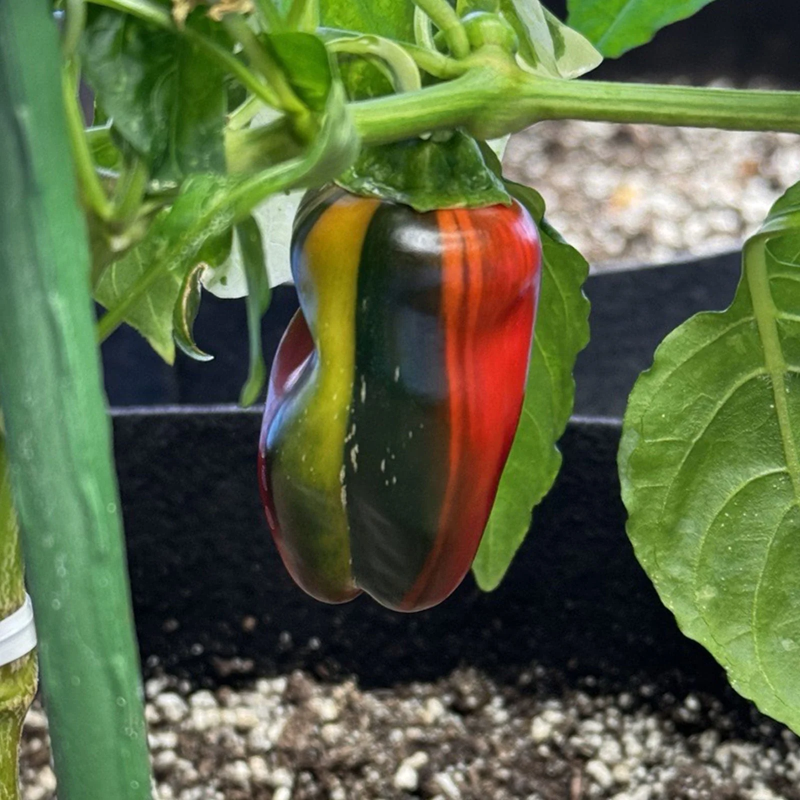 Candy Cane Pepper Seeds - Image 2