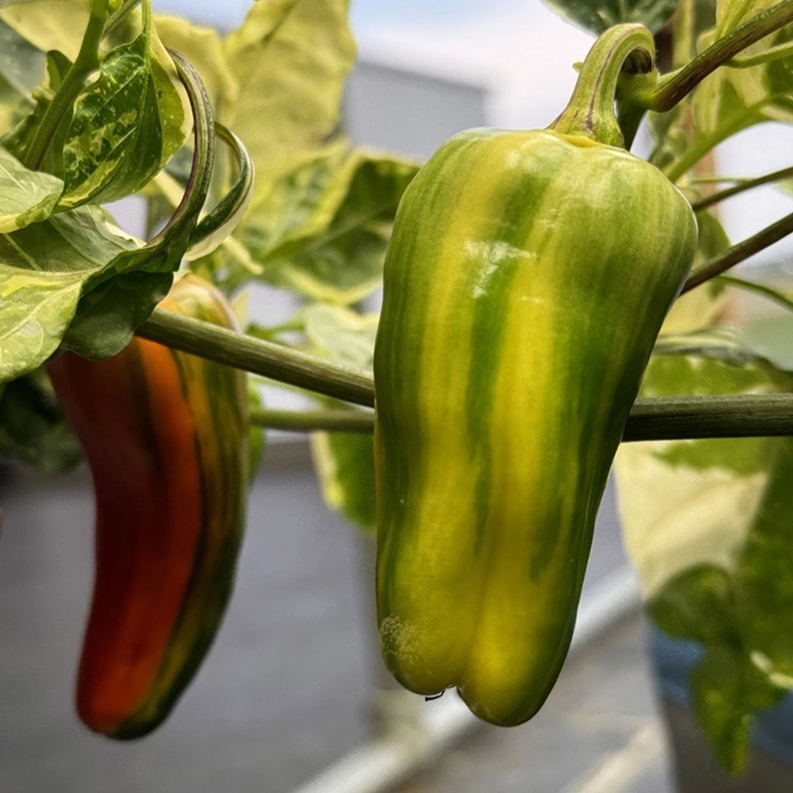 Candy Cane Pepper Seeds - Image 3