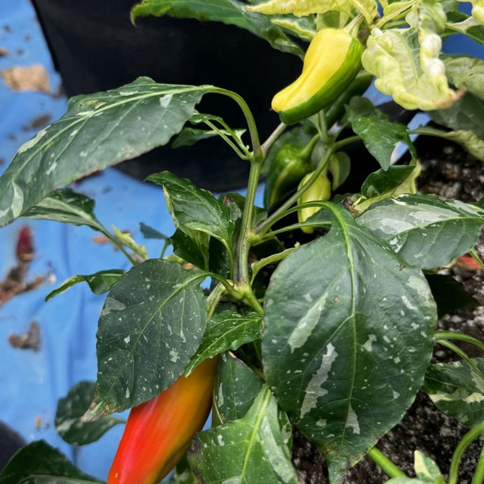 Candy Cane Pepper Seeds - Image 4