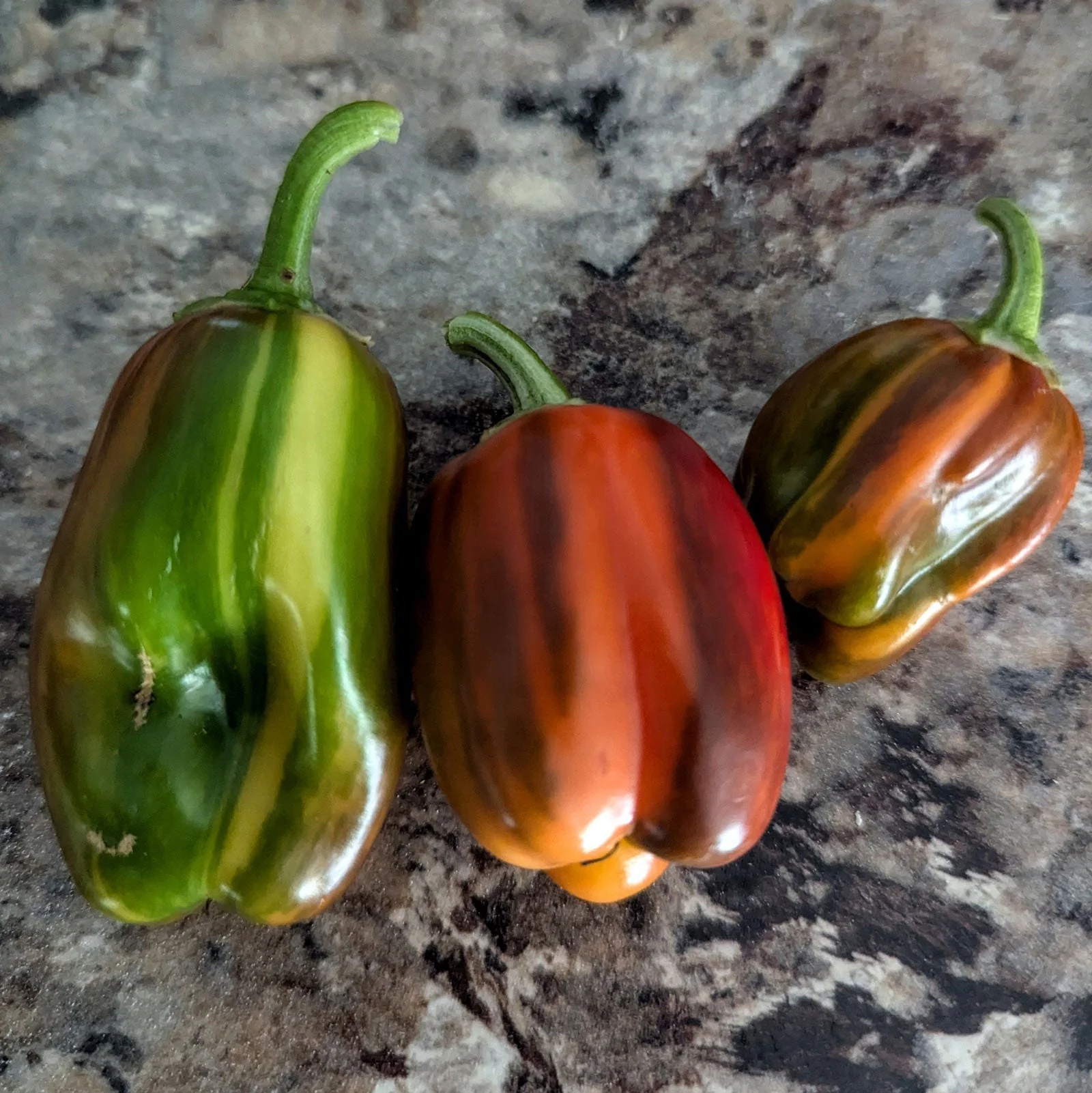 Candy Cane Pepper Seeds - Image 5