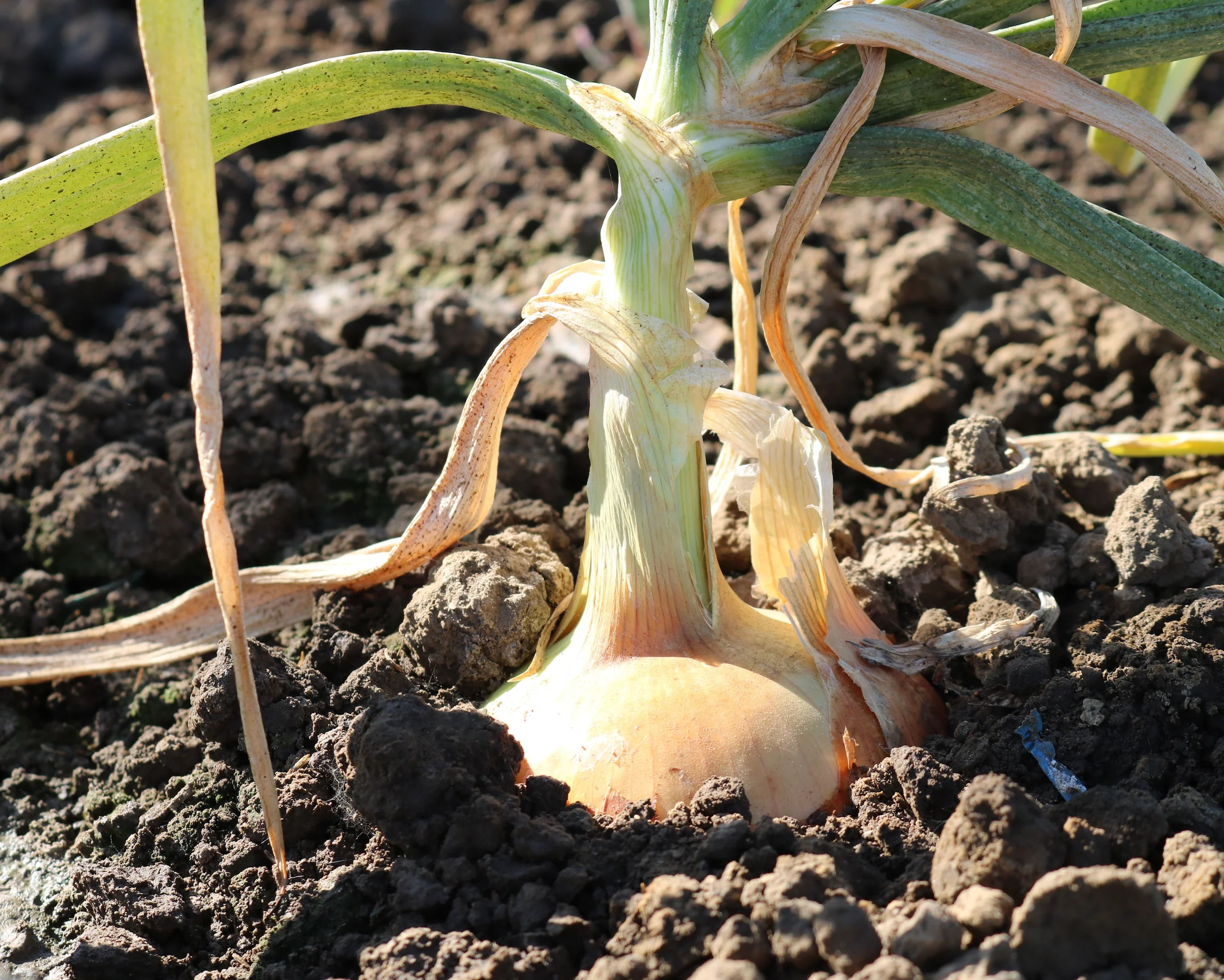 Candy Hybrid Onion Seeds - Image 2