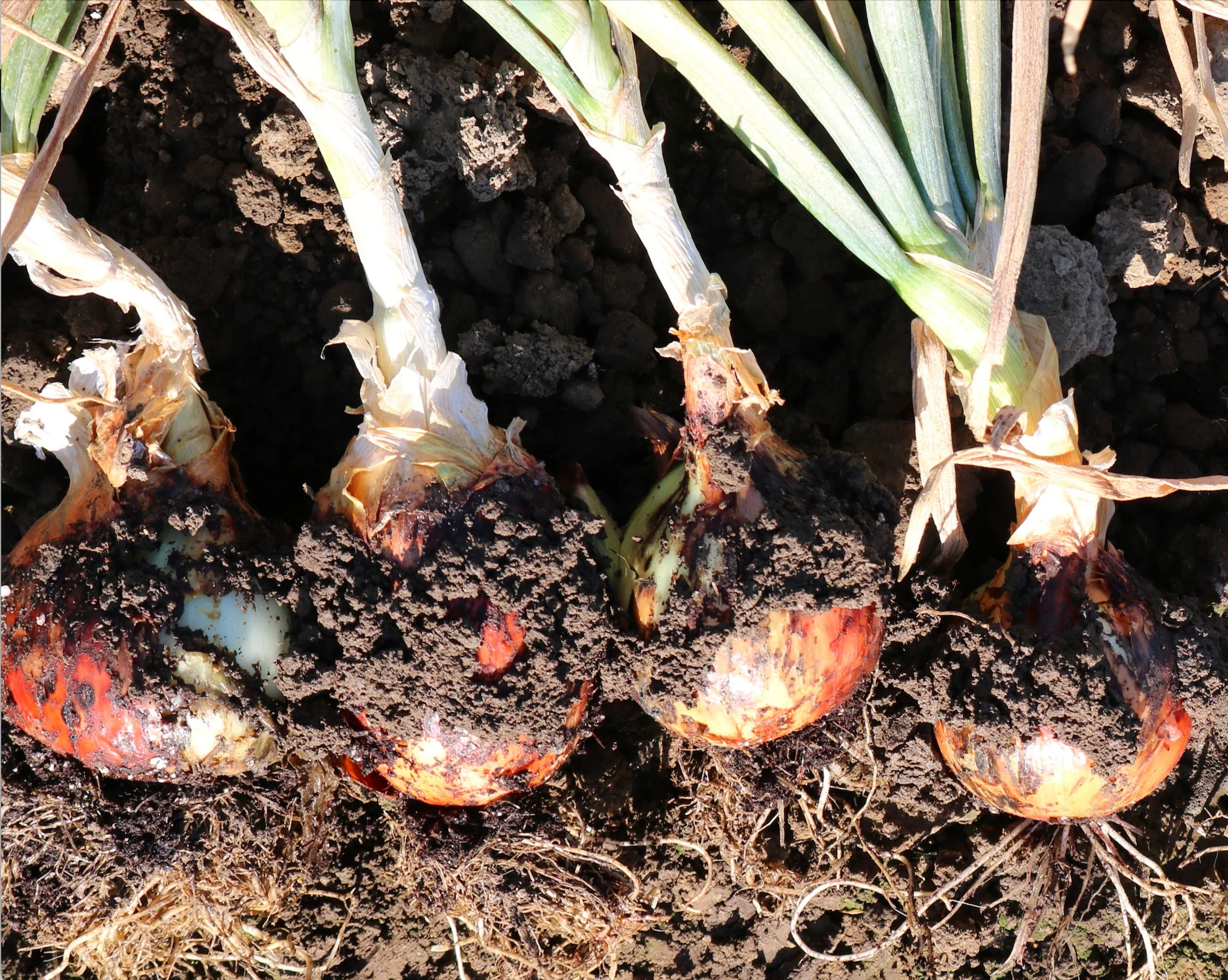 Candy Hybrid Onion Seeds - Image 3