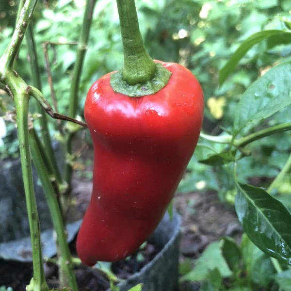 Carmen - Seeds - Image 2