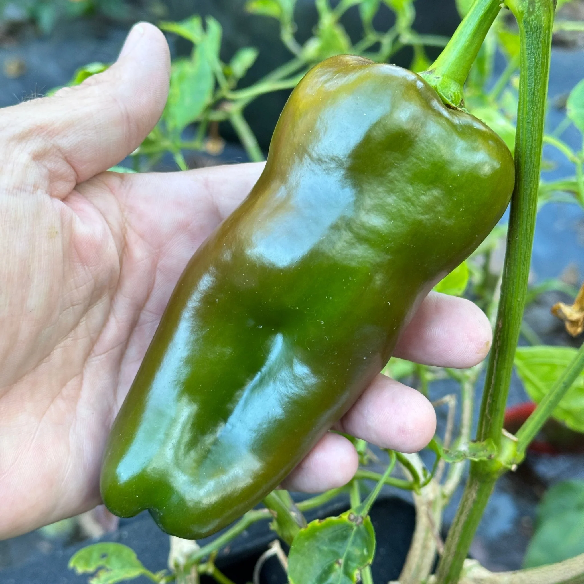 Carmen - Seeds - Image 5