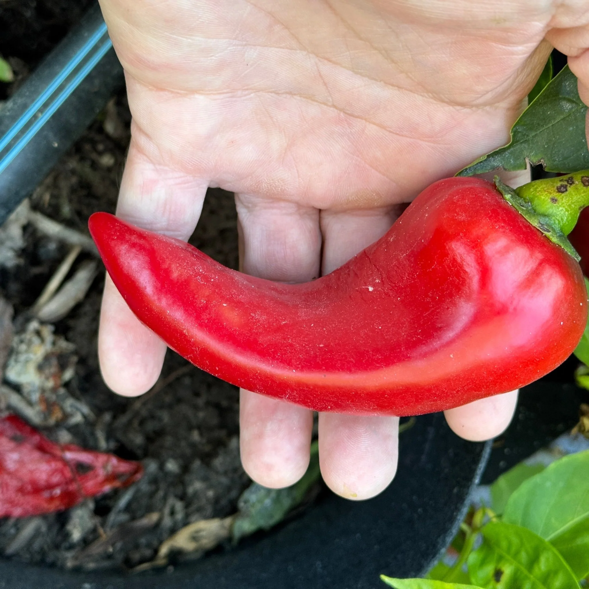 Carmen - Seeds - Image 6