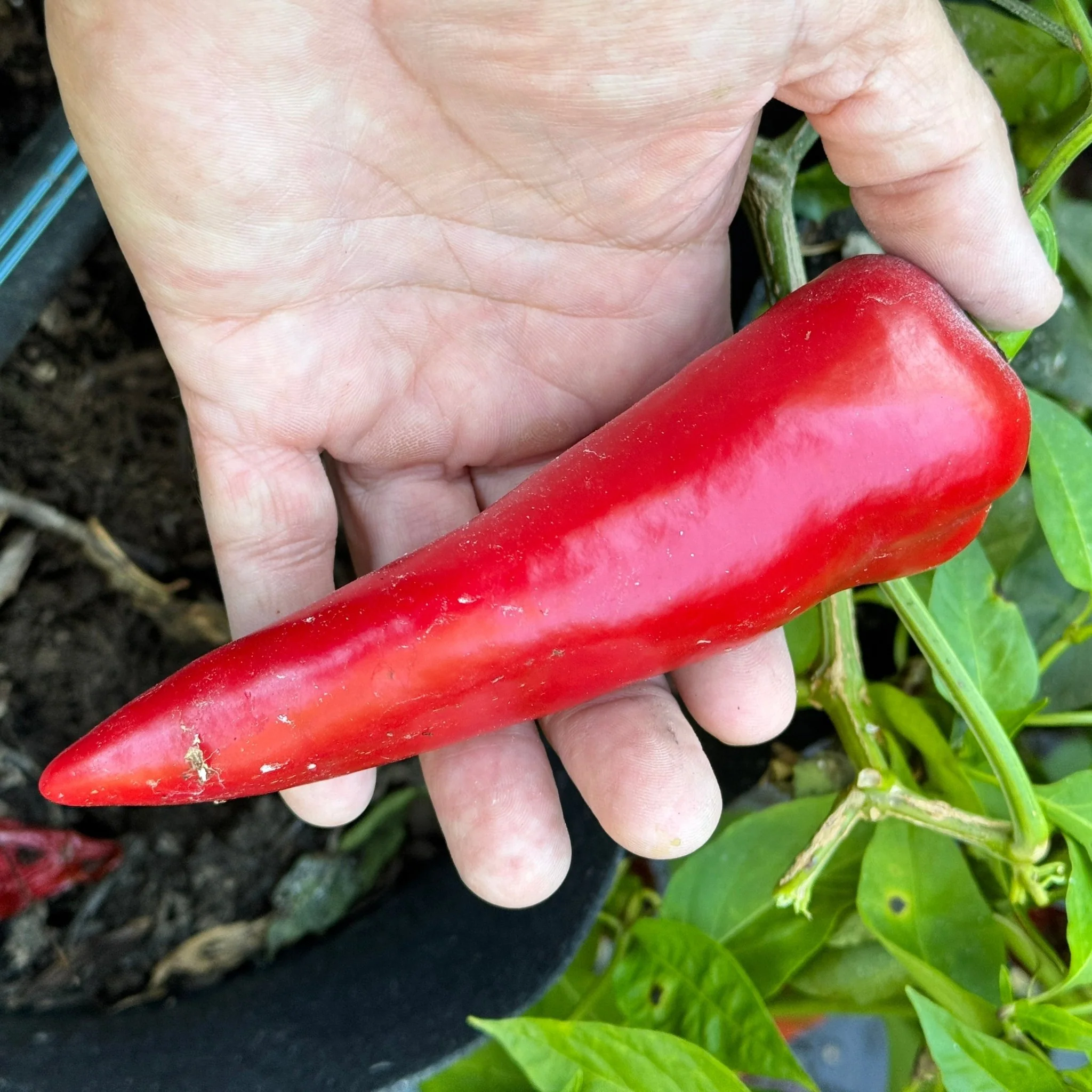 Carmen - Seeds - Image 7