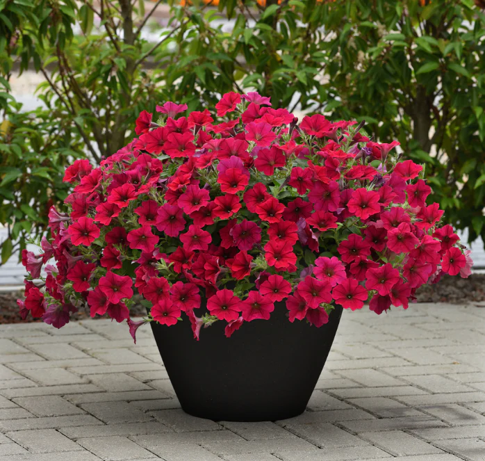 Carmine Velour Wave® Spreading Petunia - Image 2