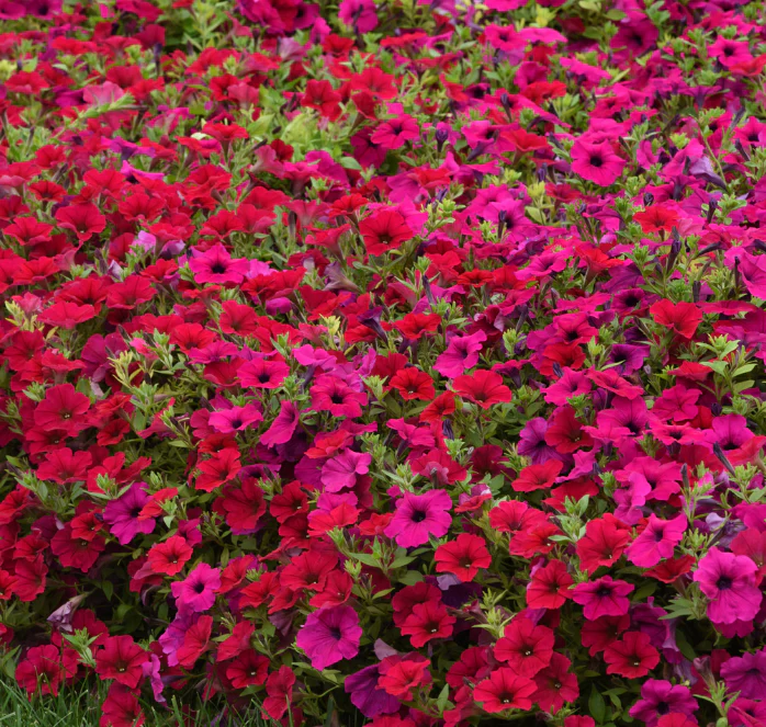 Carmine Velour Wave® Spreading Petunia - Image 3
