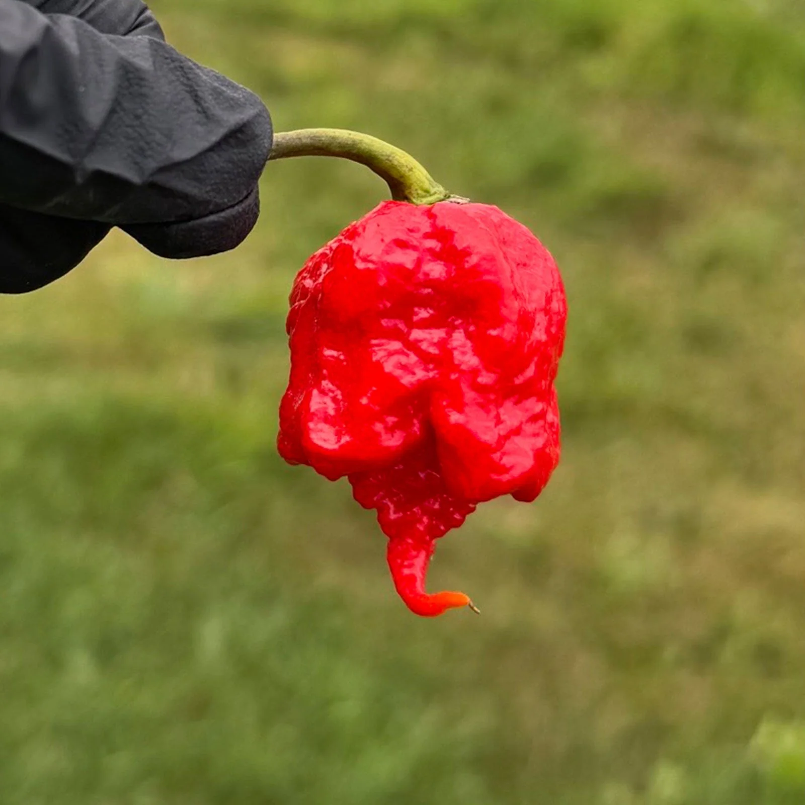 Carolina Reaper Pepper Seeds | HP22B - Image 2