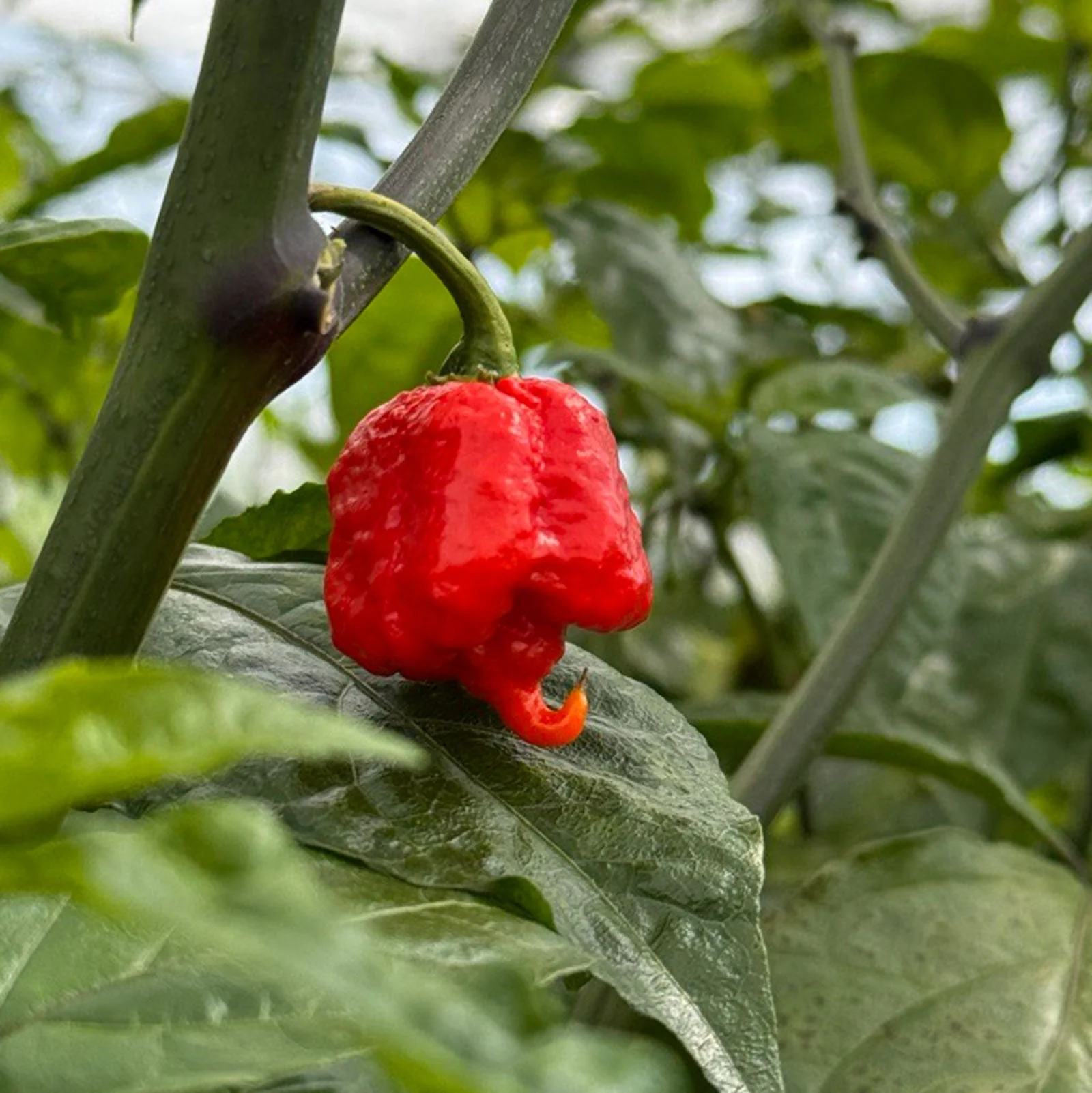 Carolina Reaper Pepper Seeds | HP22B - Image 3