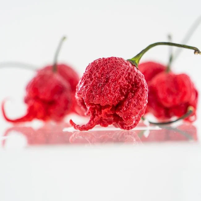 Carolina Reaper Pepper Seeds | HP22B - Image 4