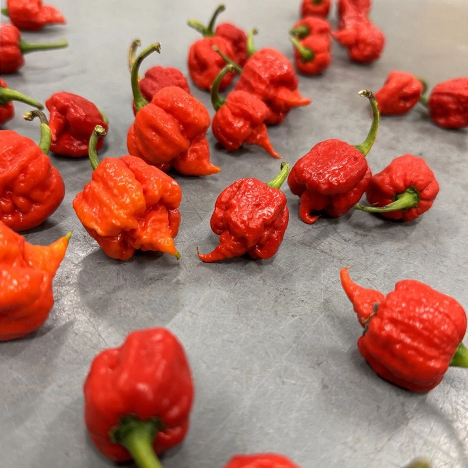 Carolina Reaper Pepper Seeds | HP22B - Image 6