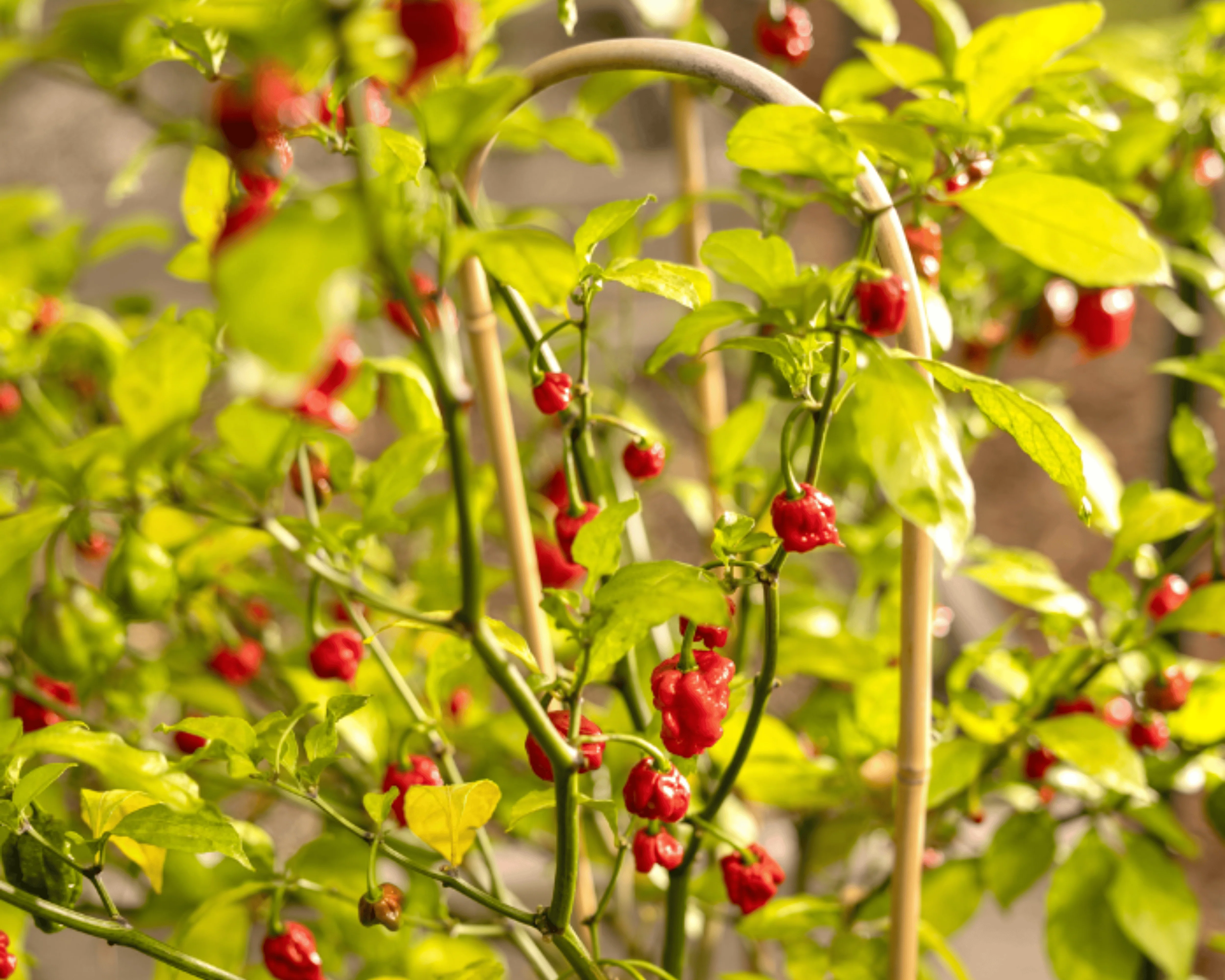 Carolina Reaper Super-Hot Pepper Seeds - Image 3