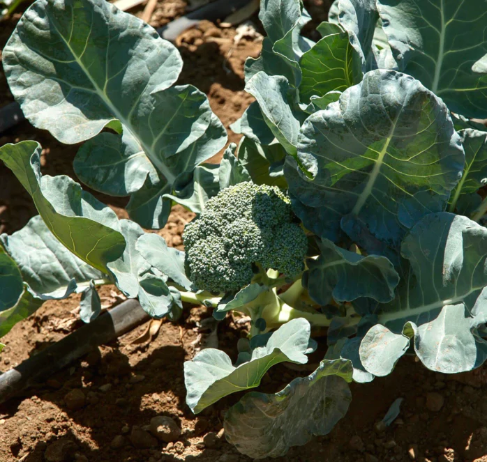 Castle Dome Hybrid Broccoli Seeds - Image 2