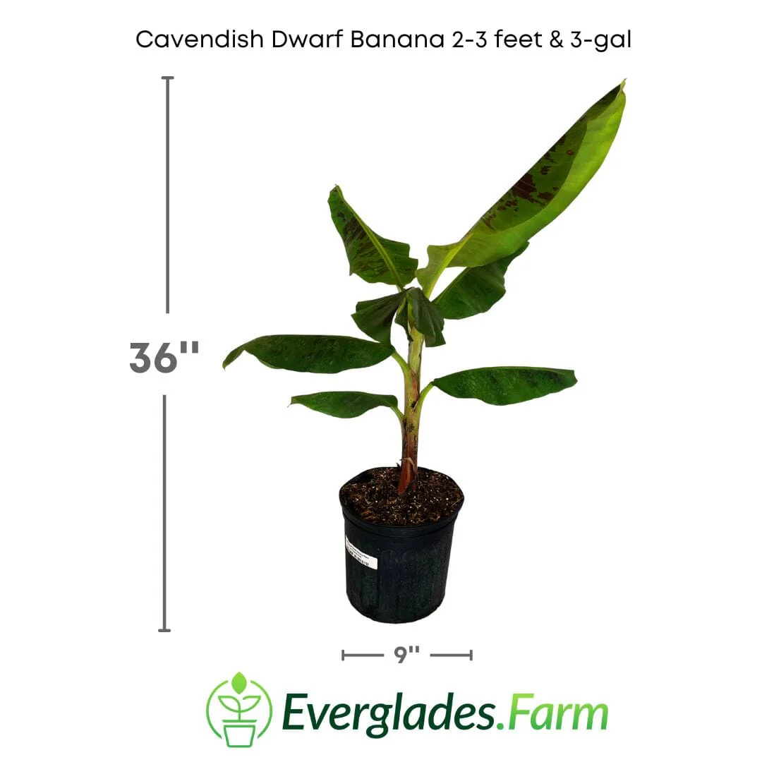 Cavendish Dwarf Banana Plant - Image 4