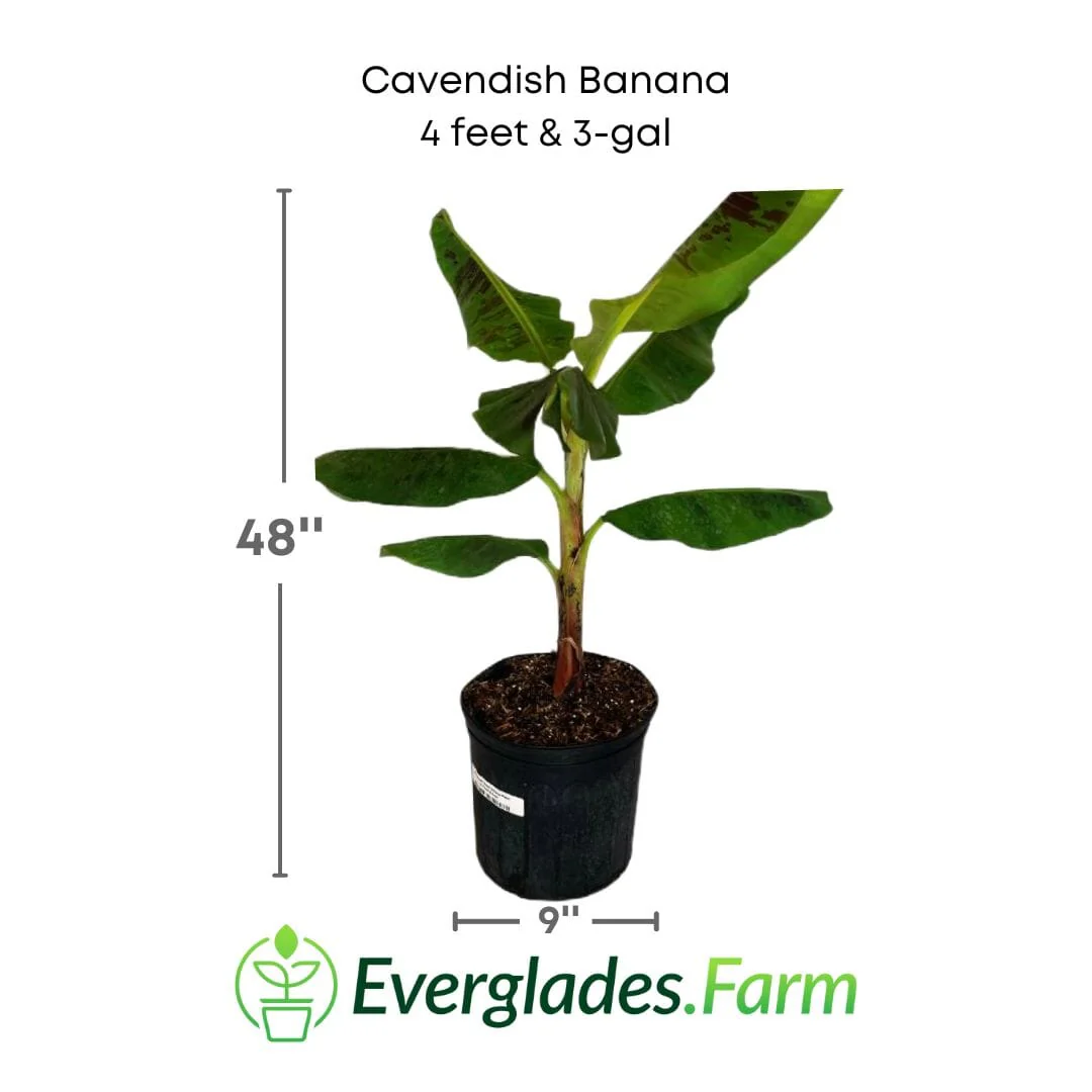 Cavendish Dwarf Banana Plant - Image 5