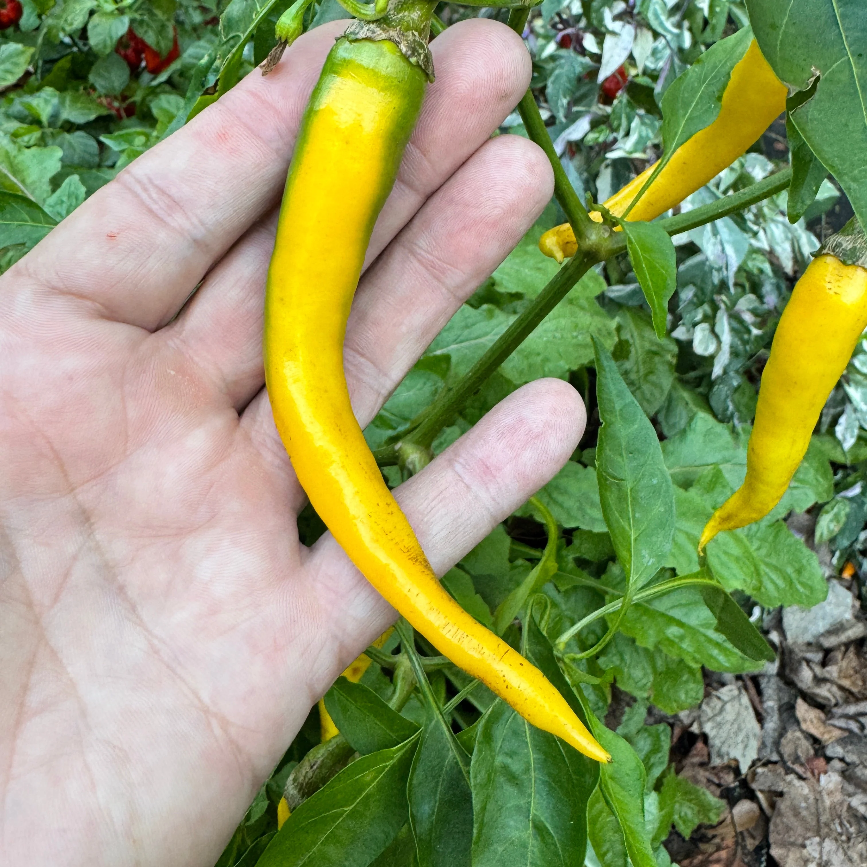 Cayenne Golden - Seeds - Image 2