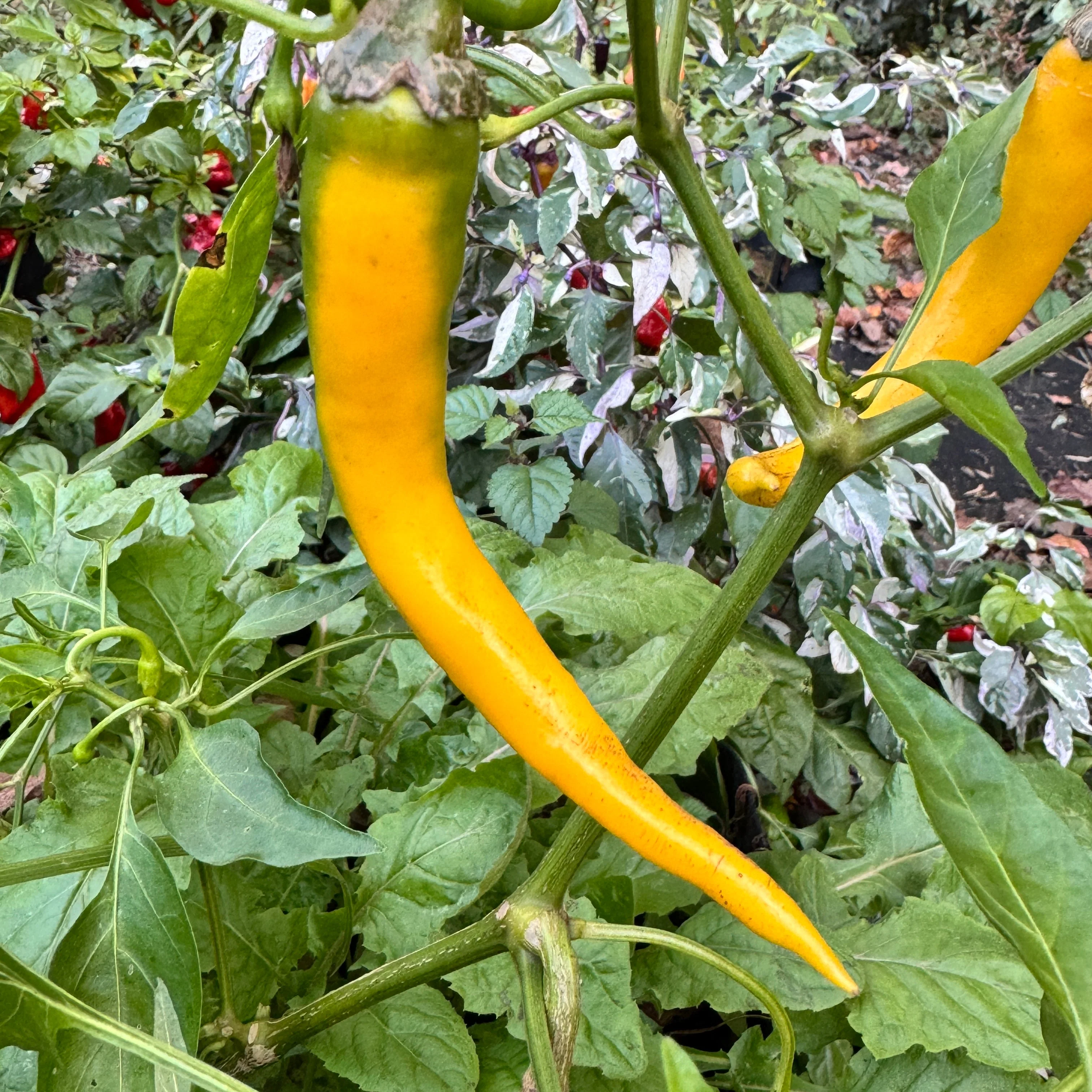 Cayenne Golden - Seeds - Image 3