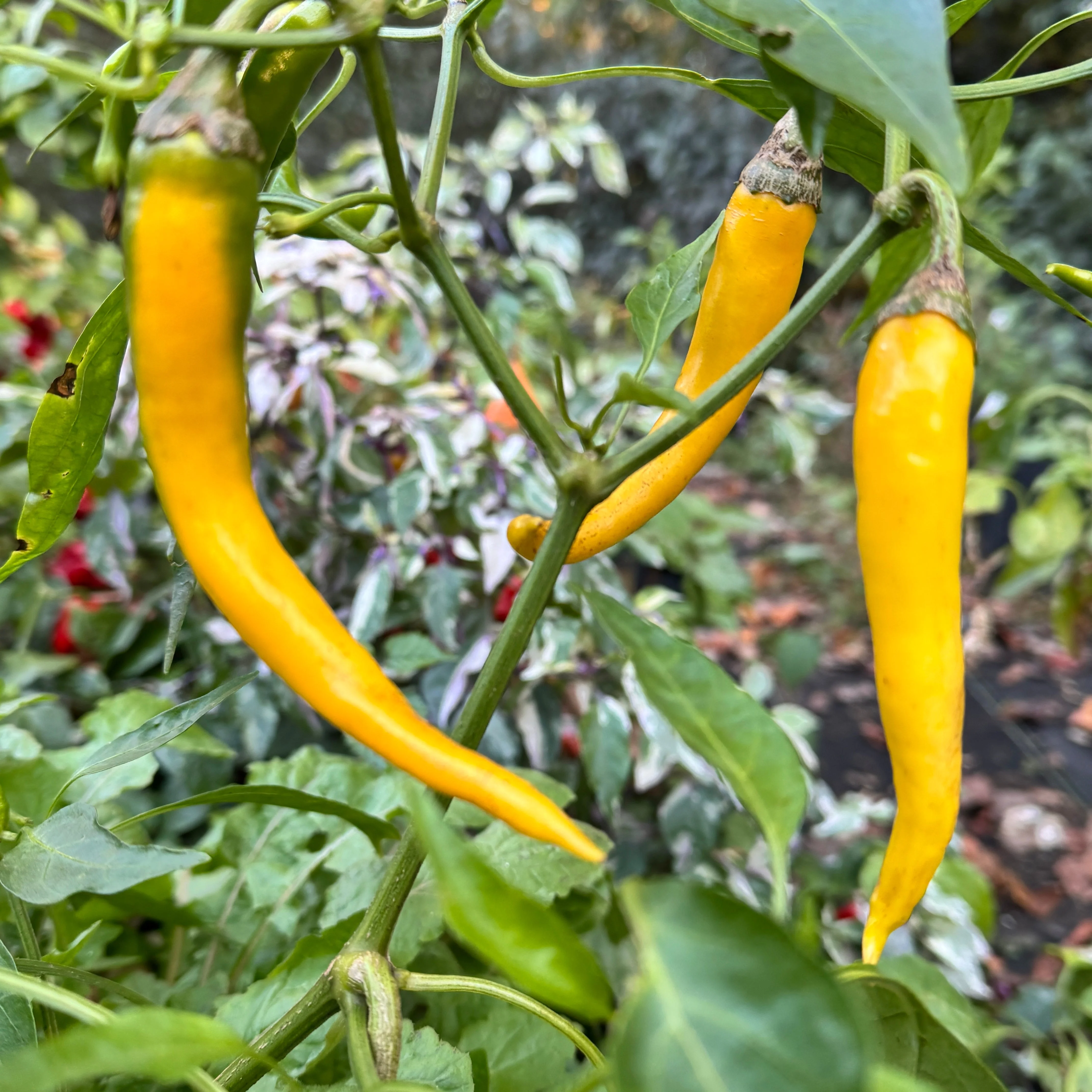 Cayenne Golden - Seeds - Image 4
