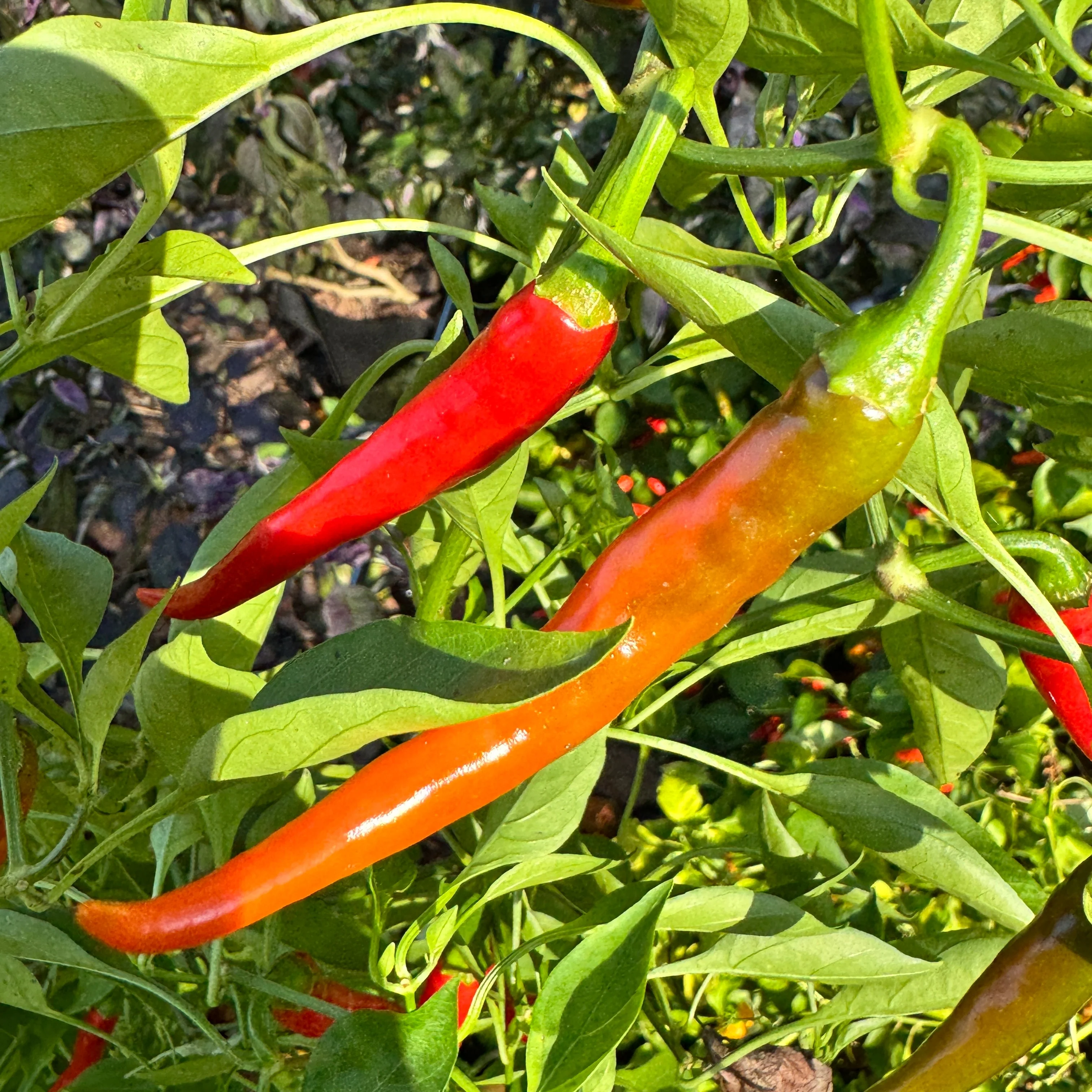 Cayenne Ring of Fire - Seeds - Image 2