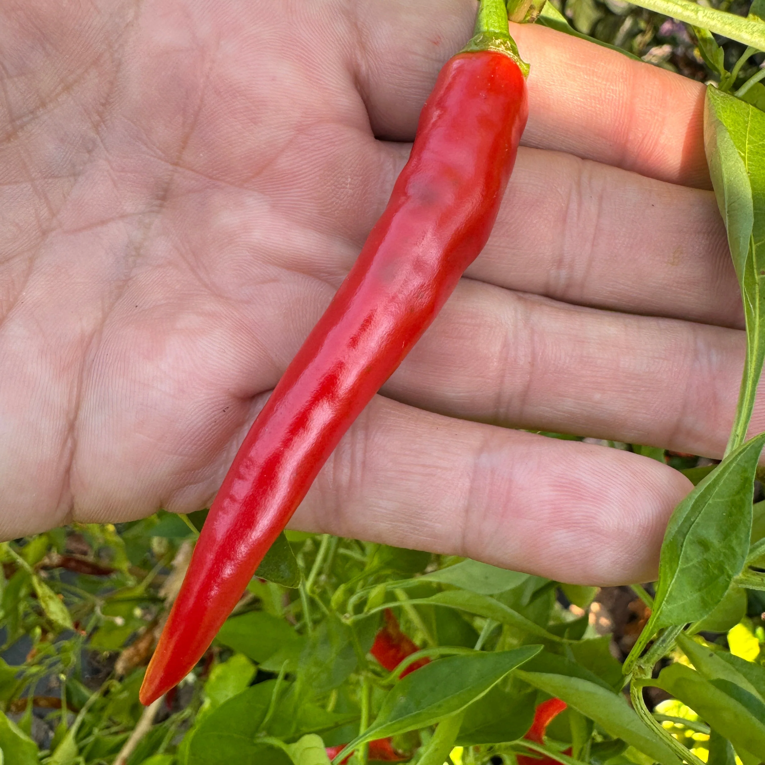 Cayenne Ring of Fire - Seeds - Image 3