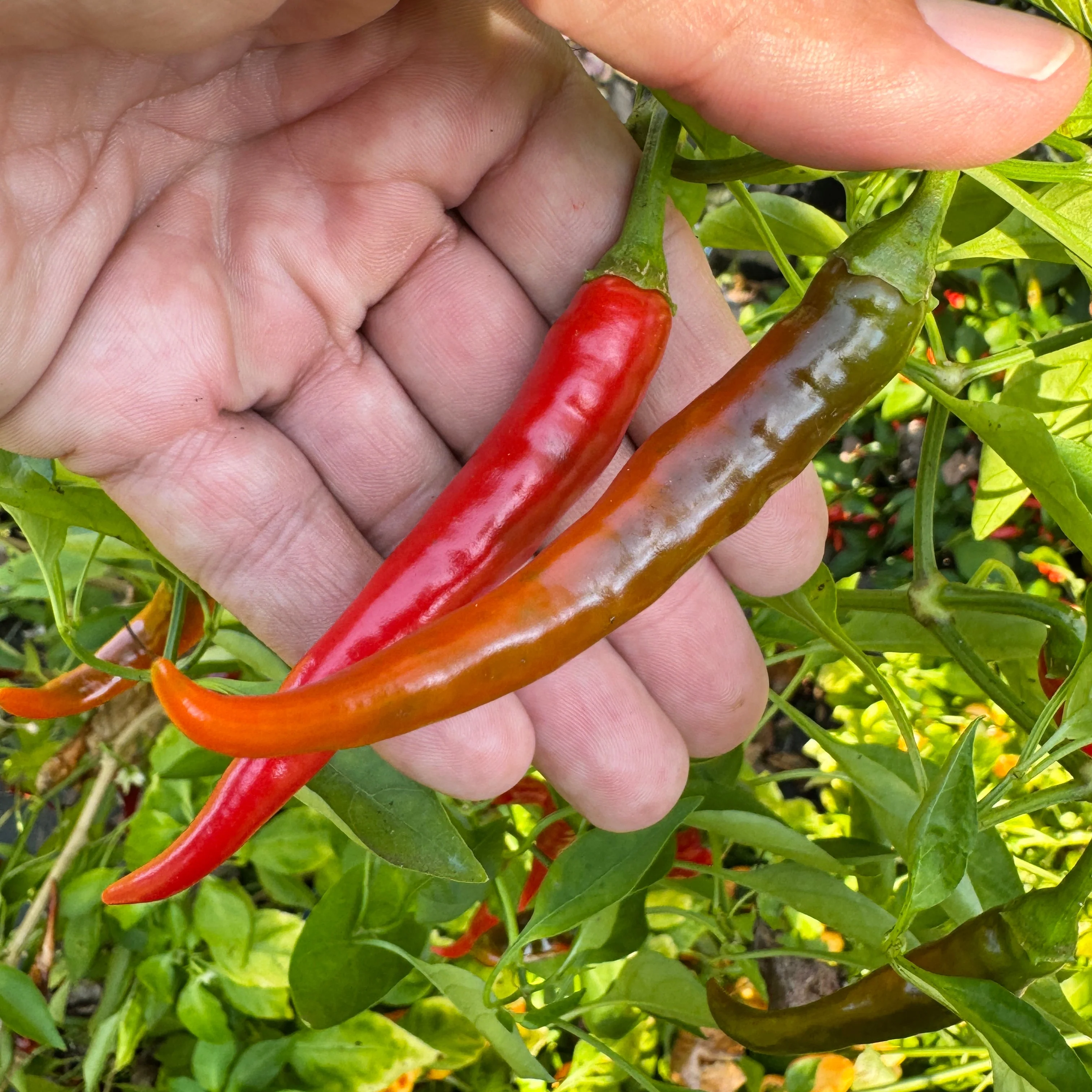 Cayenne Ring of Fire - Seeds - Image 4