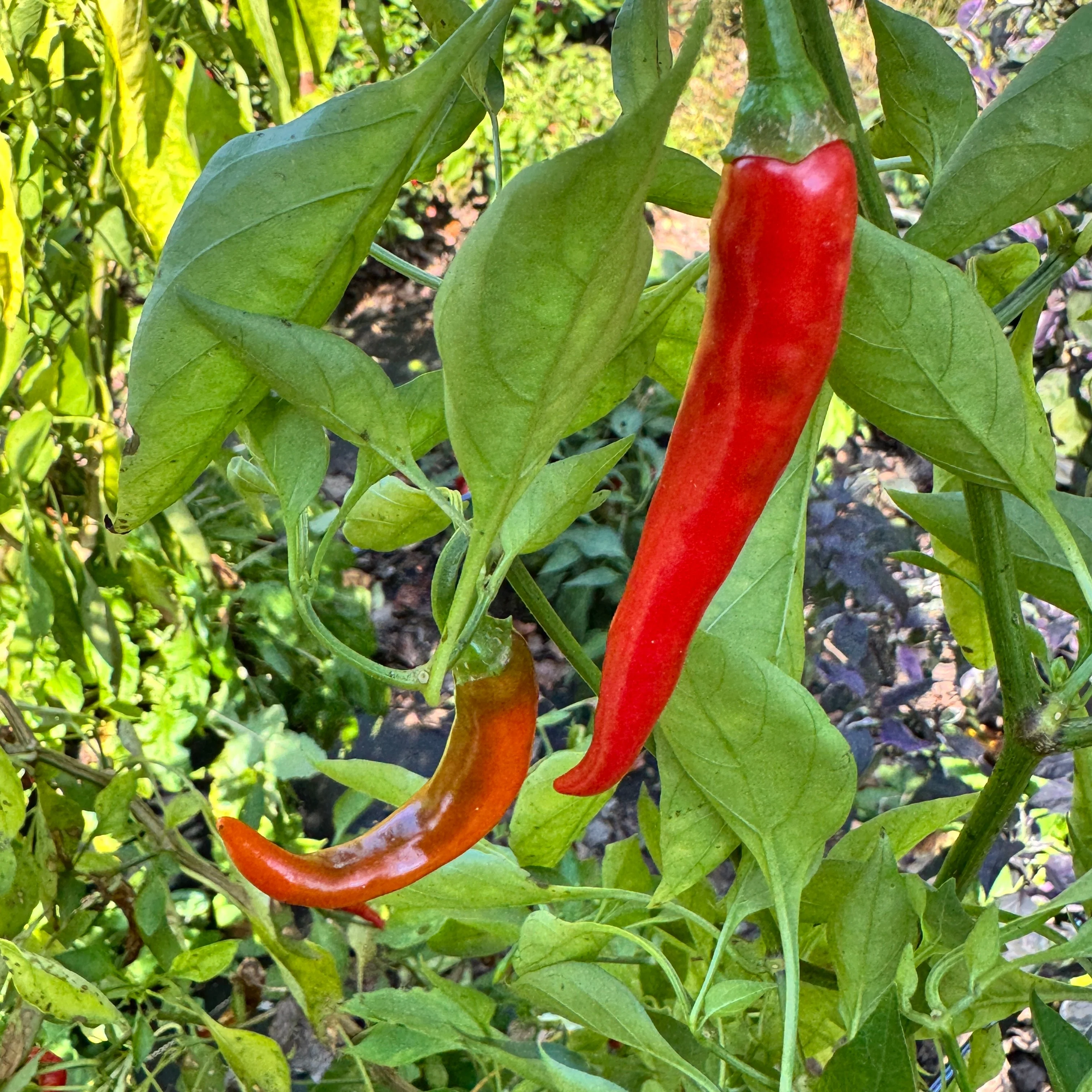 Cayenne Ring of Fire - Seeds - Image 5