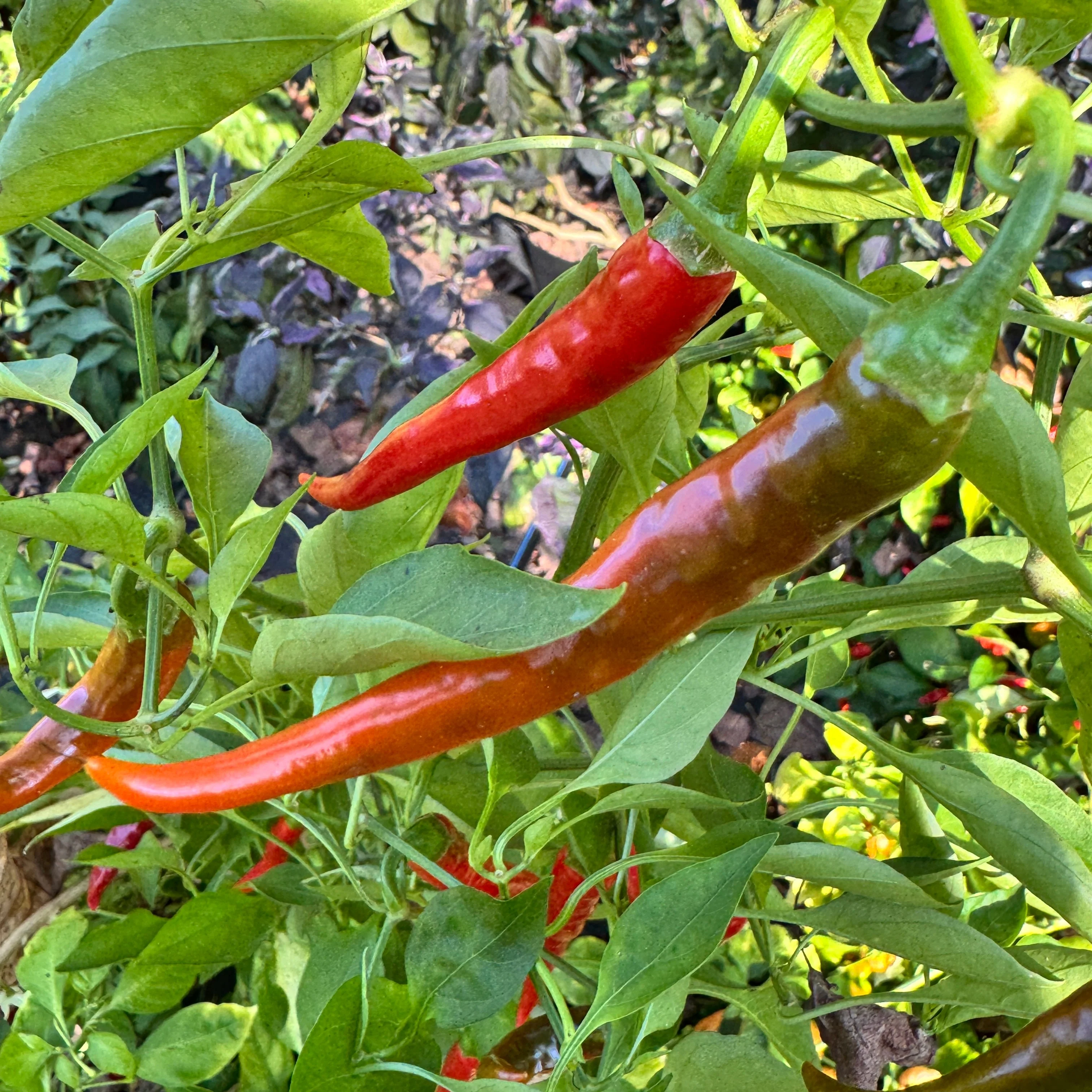Cayenne Ring of Fire - Seeds - Image 6