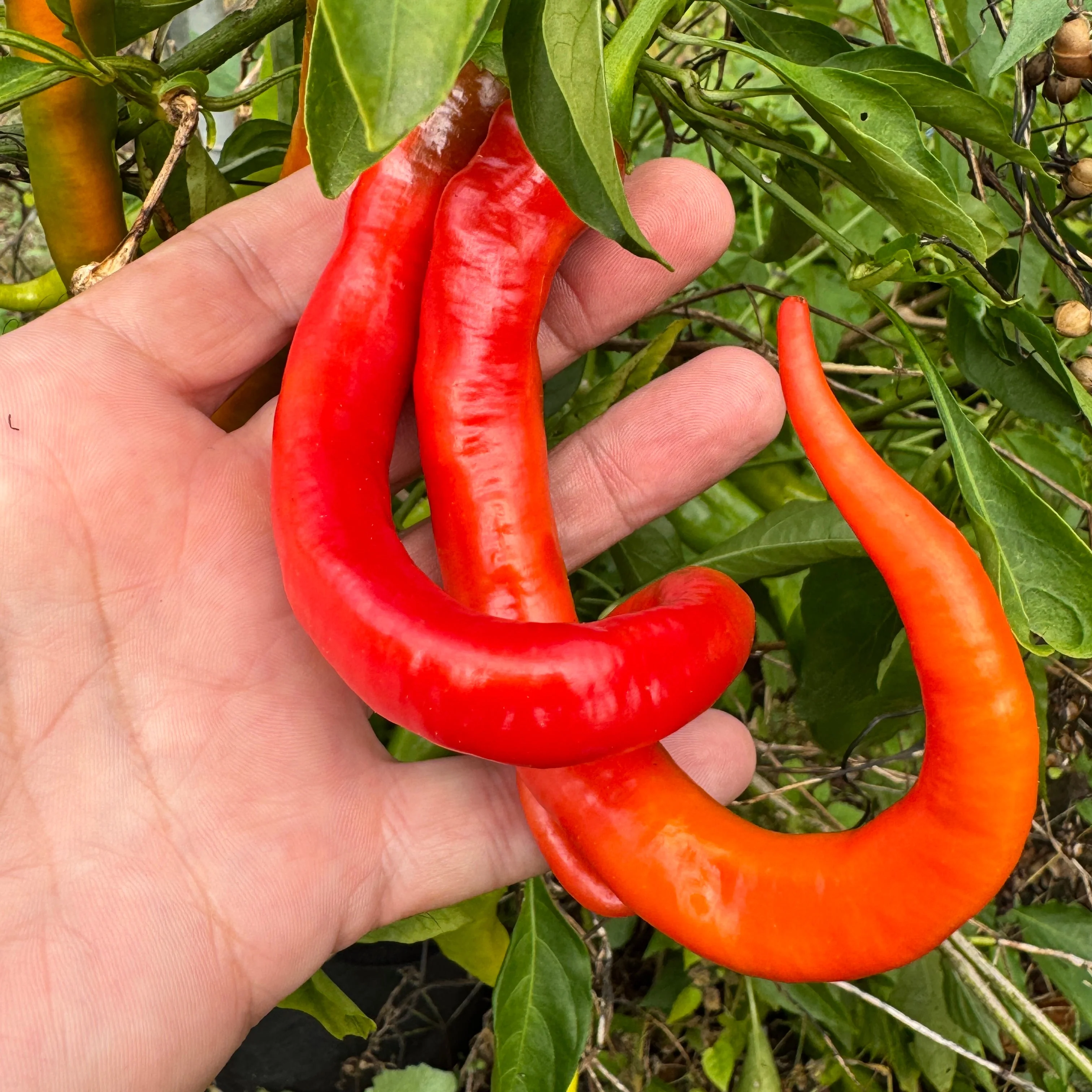 Cayenne Ristra - Seeds - Image 2