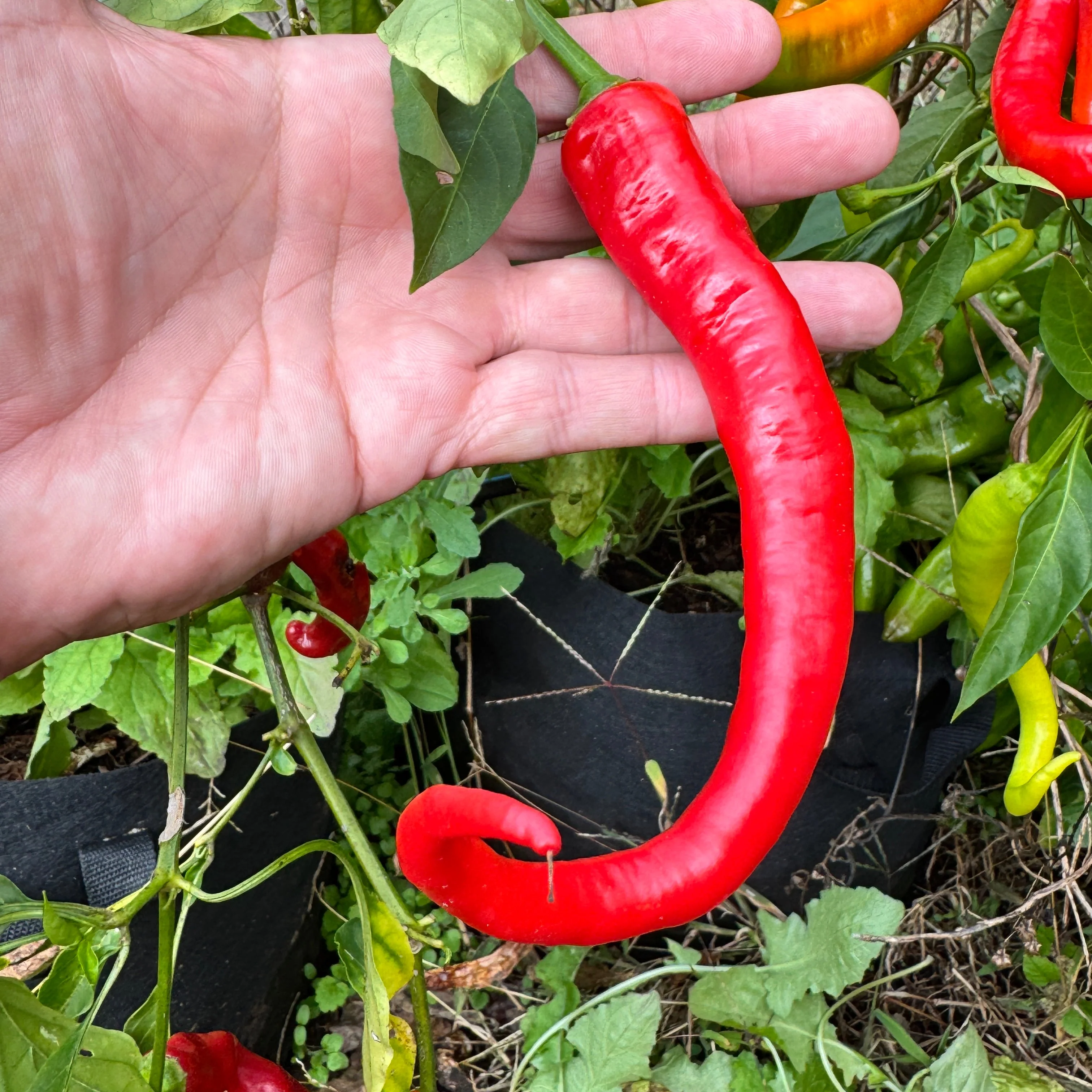 Cayenne Ristra - Seeds - Image 3