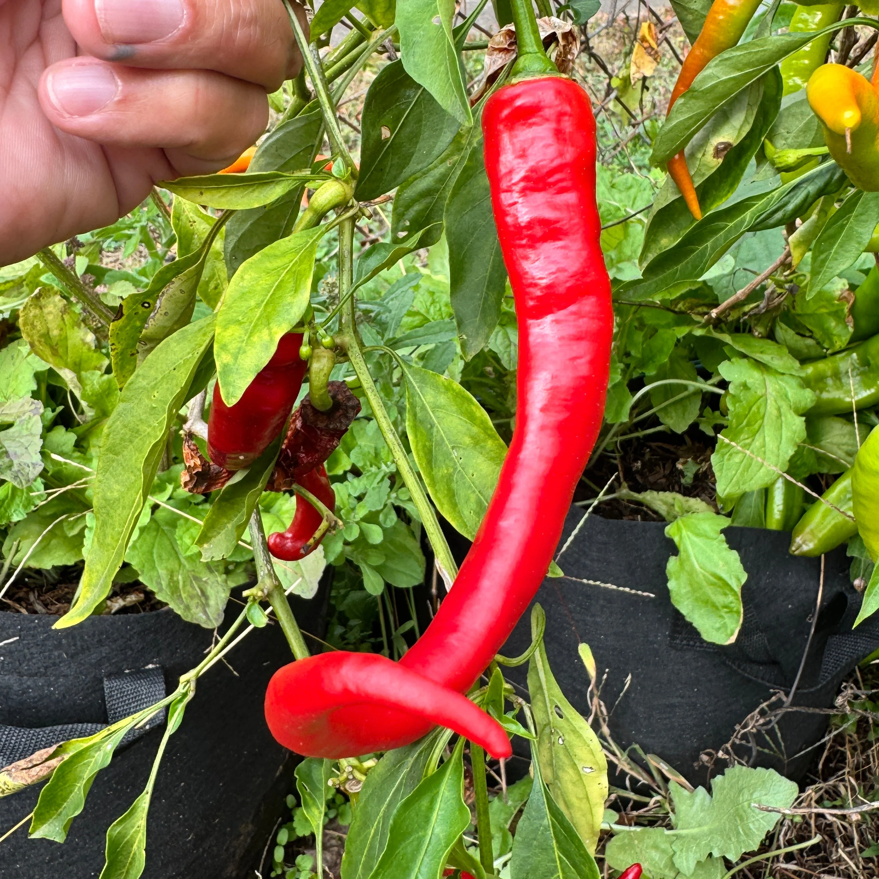 Cayenne Ristra - Seeds - Image 4