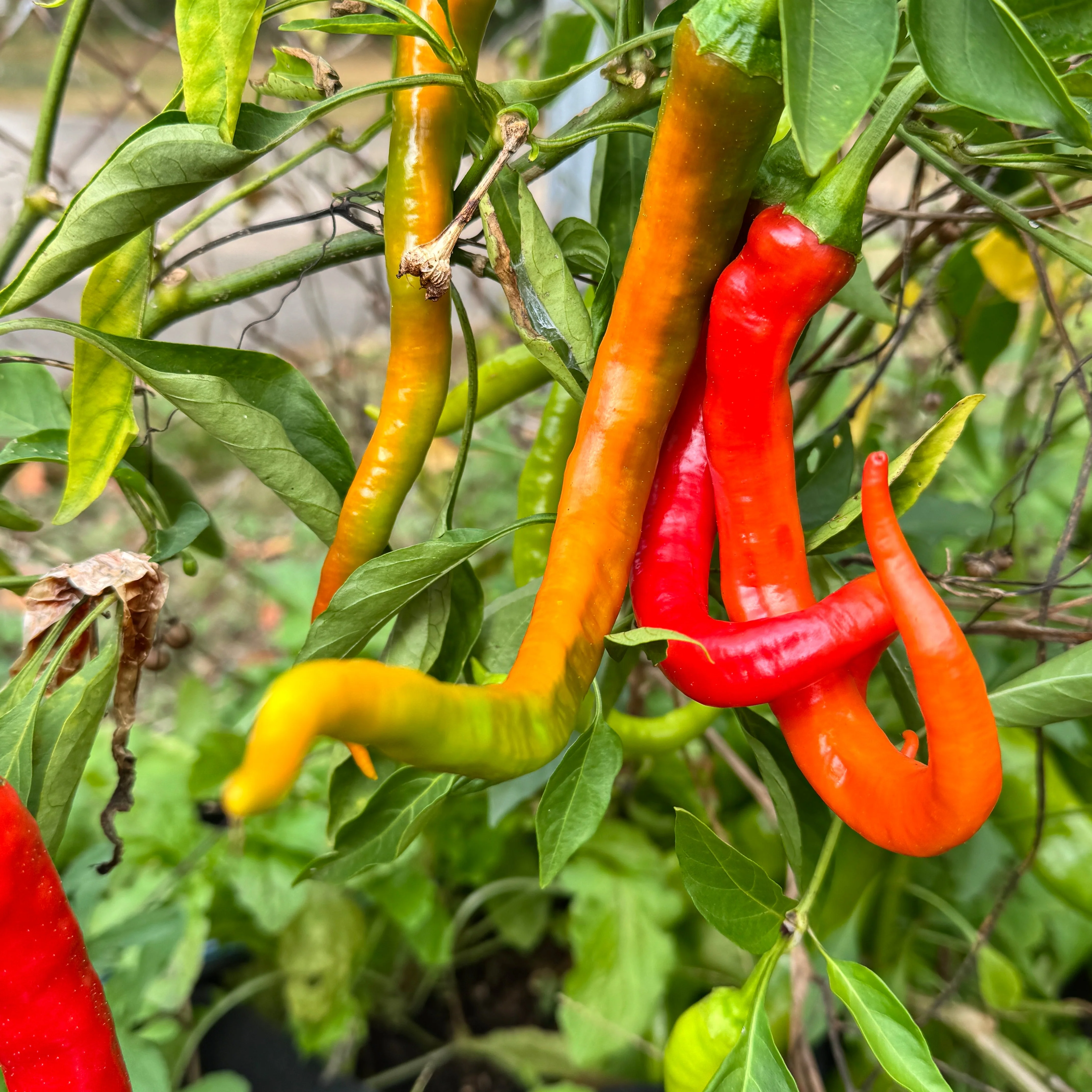 Cayenne Ristra - Seeds - Image 5