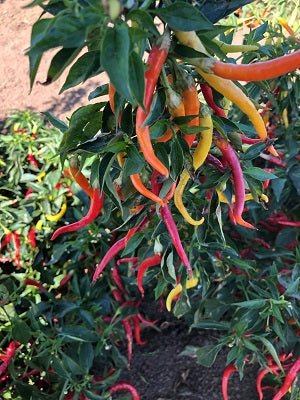 Cayenne Sweetness F1 Pepper Seeds - Image 2