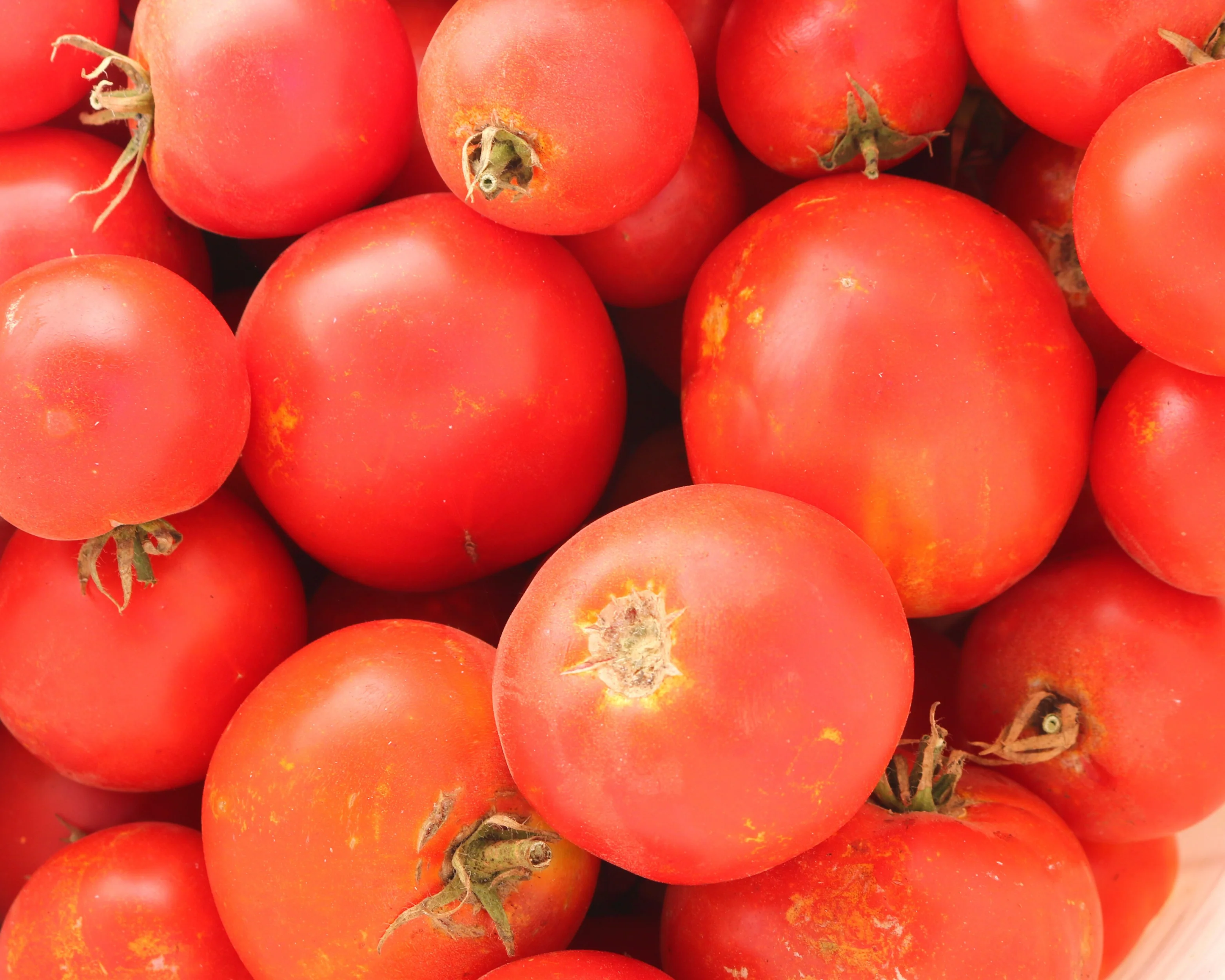 Celebrity Plus Hybrid Tomato Seeds - Image 2