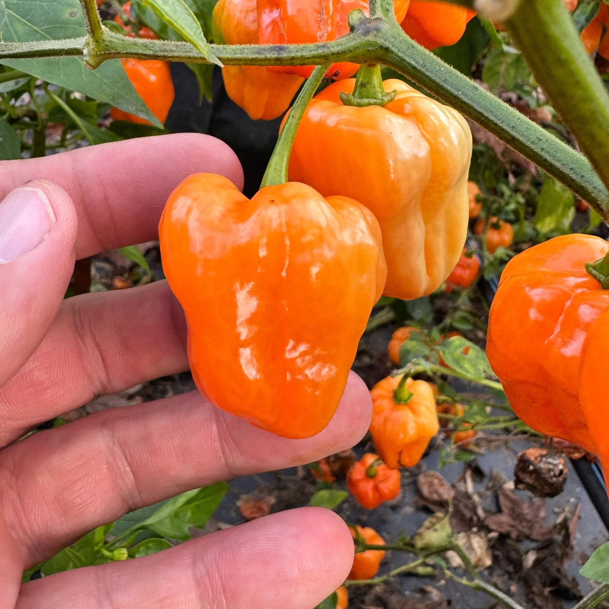 Chaak Habanero - Seeds - Image 2