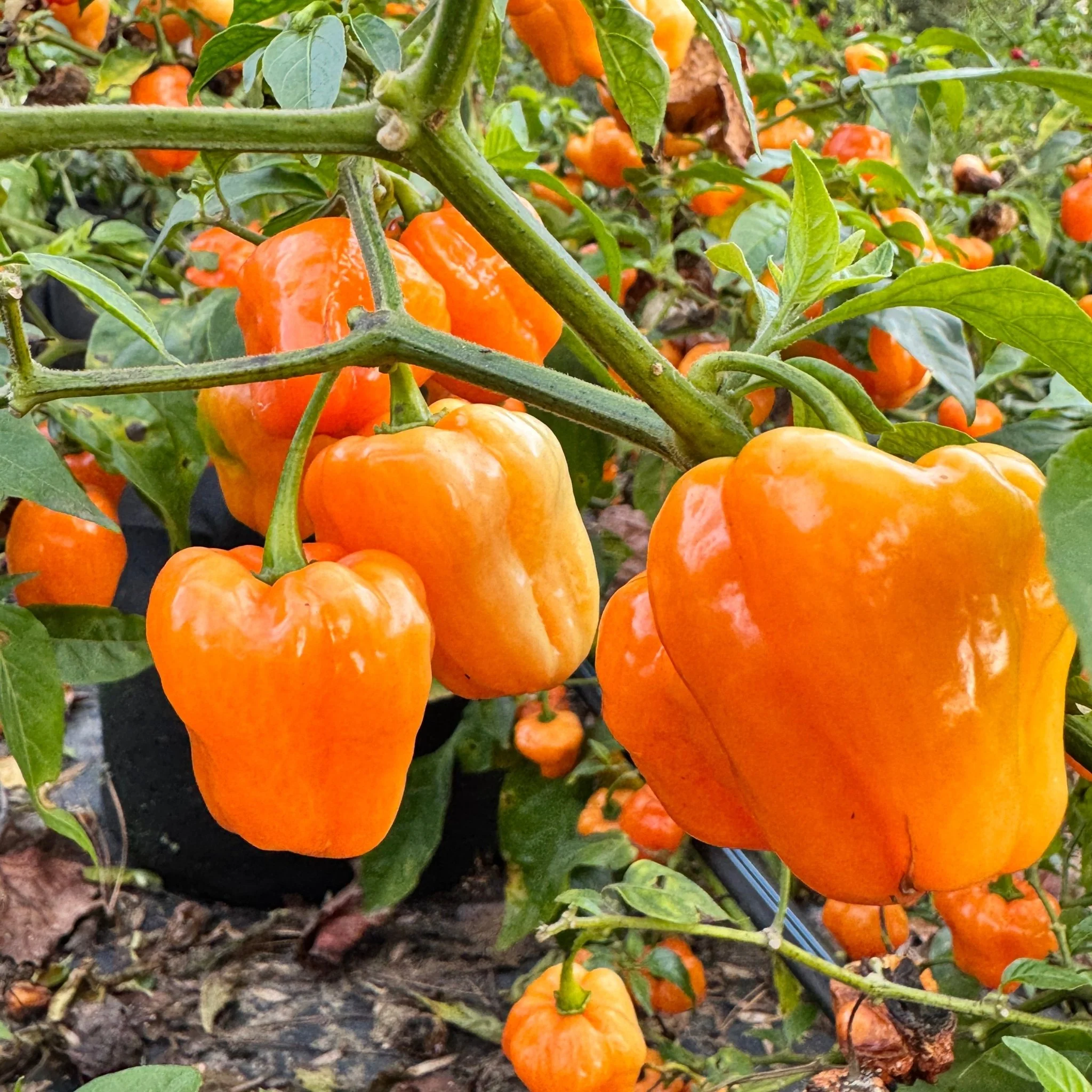 Chaak Habanero - Seeds - Image 3