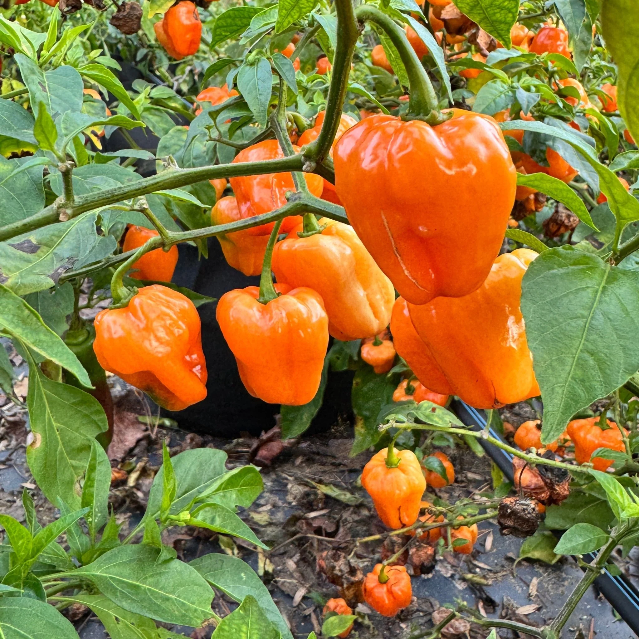 Chaak Habanero - Seeds - Image 4