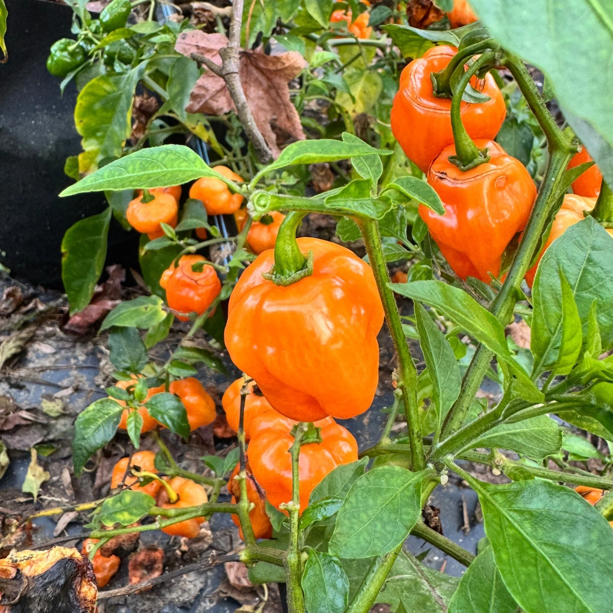 Chaak Habanero - Seeds - Image 5