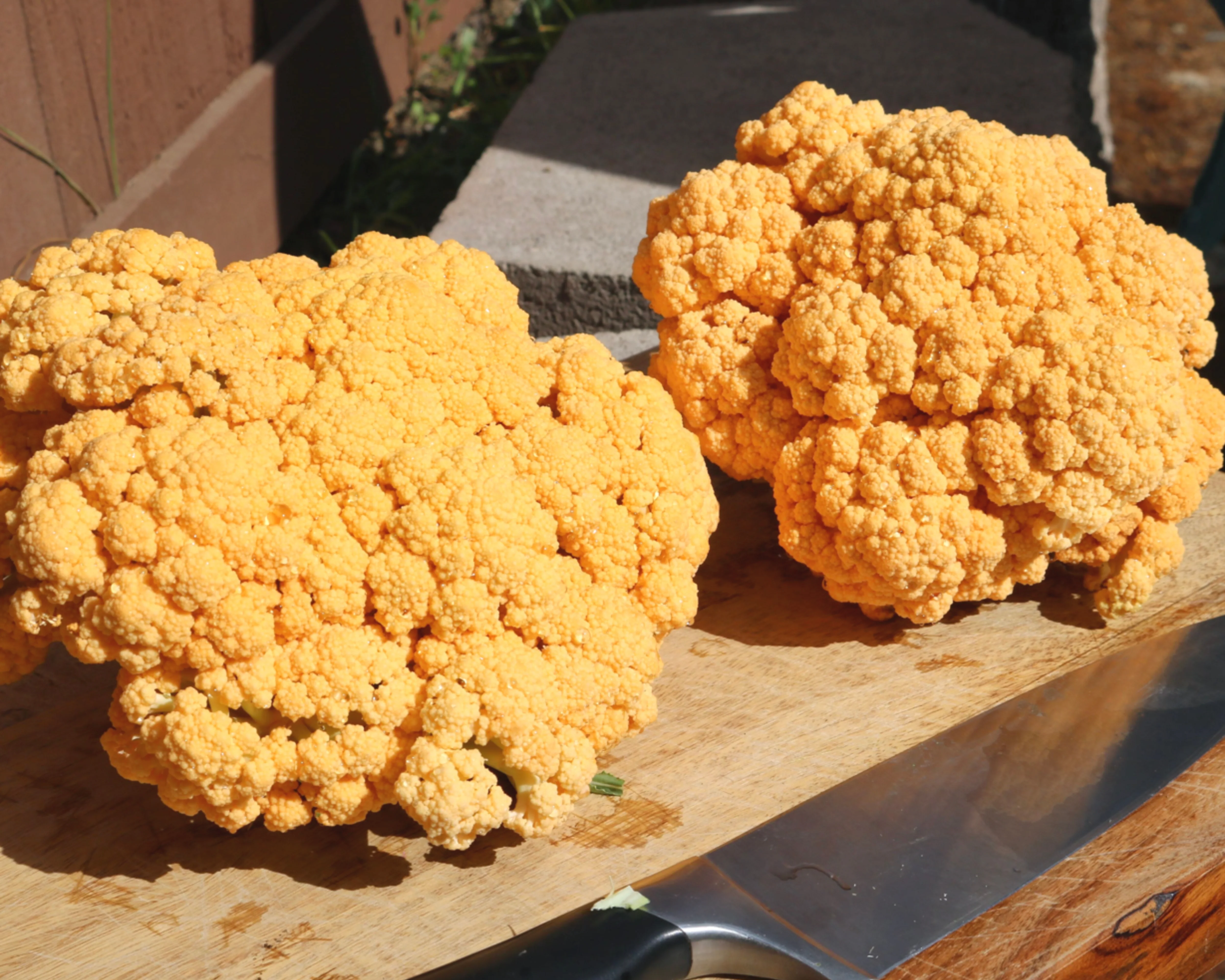 Cheddar Hybrid Cauliflower Seeds - Image 2