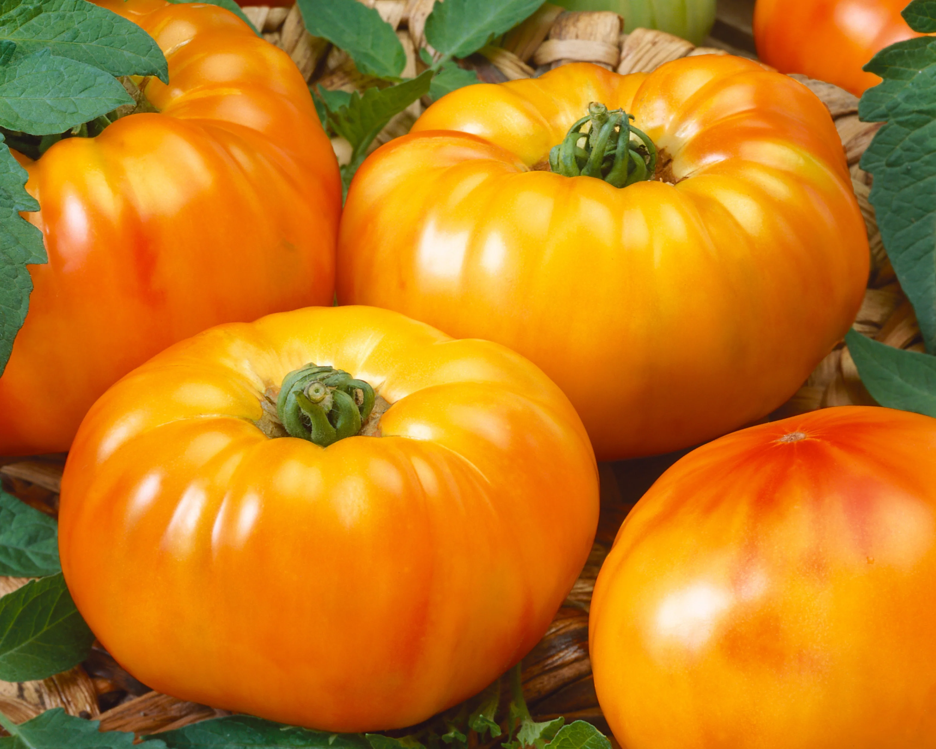 Chef's Choice Bicolor Hybrid Tomato Seeds - Image 2