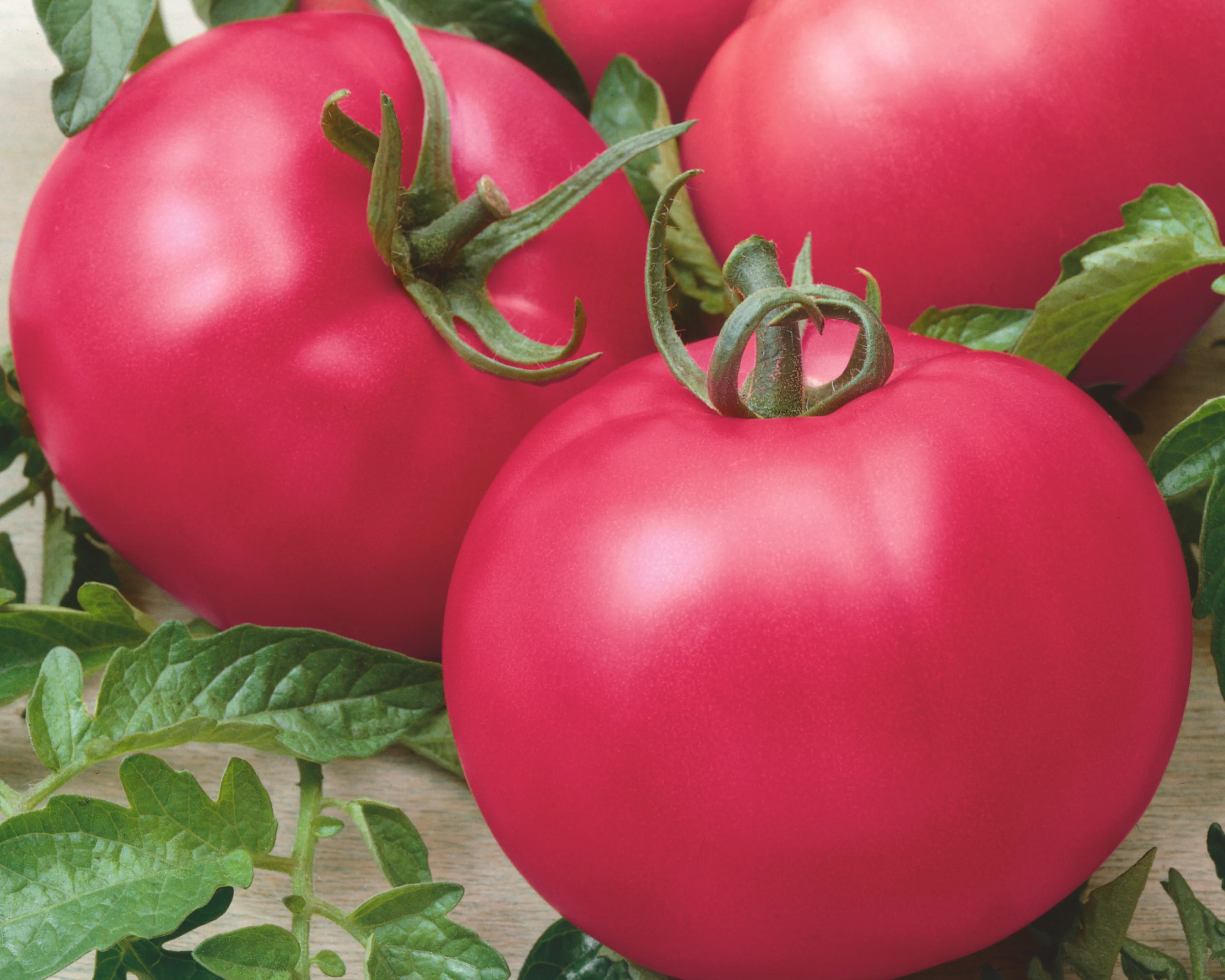 Chef's Choice Pink Hybrid Tomato Seeds - Image 2