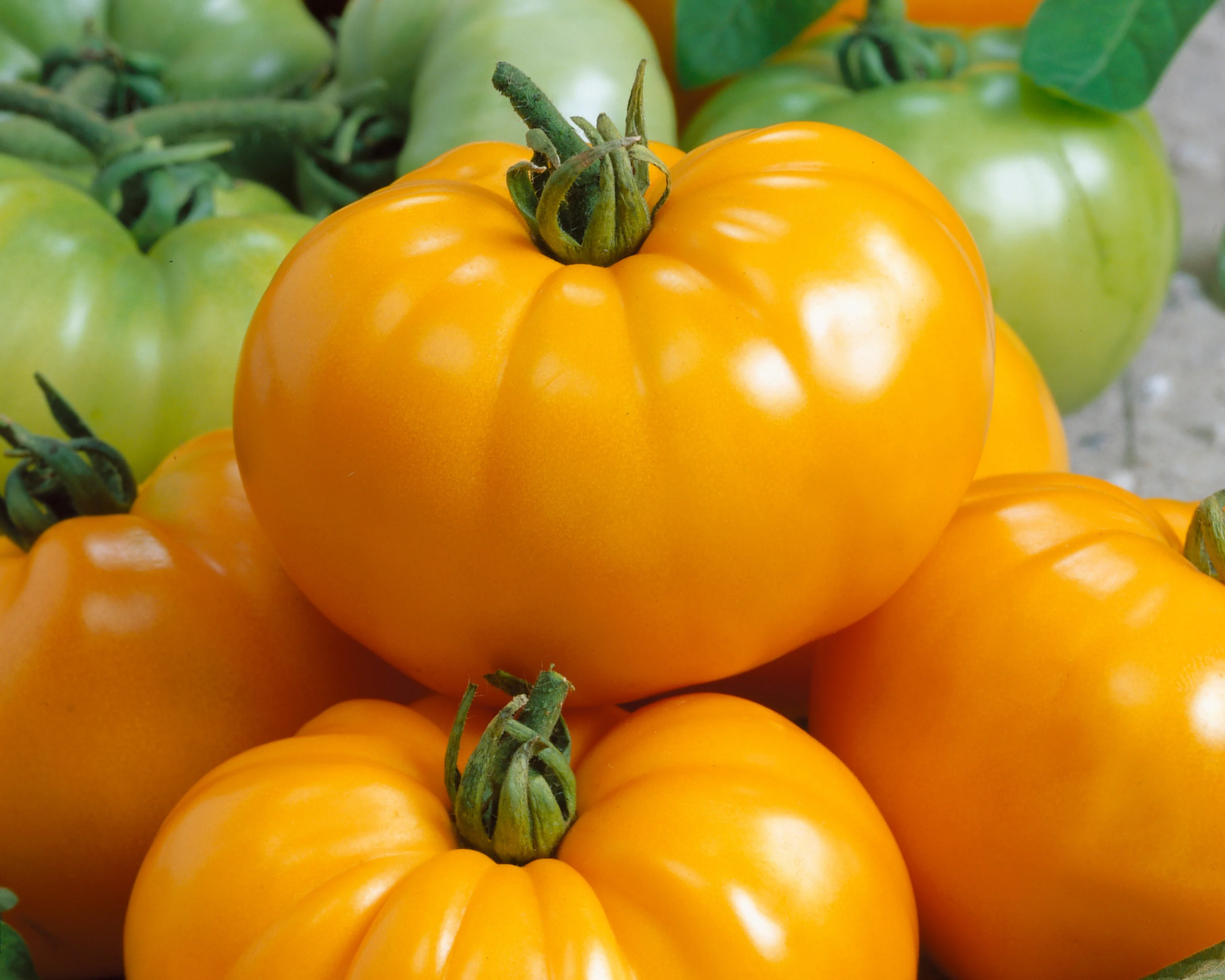 Chef's™ Choice Yellow Hybrid Tomato Seeds - Image 2