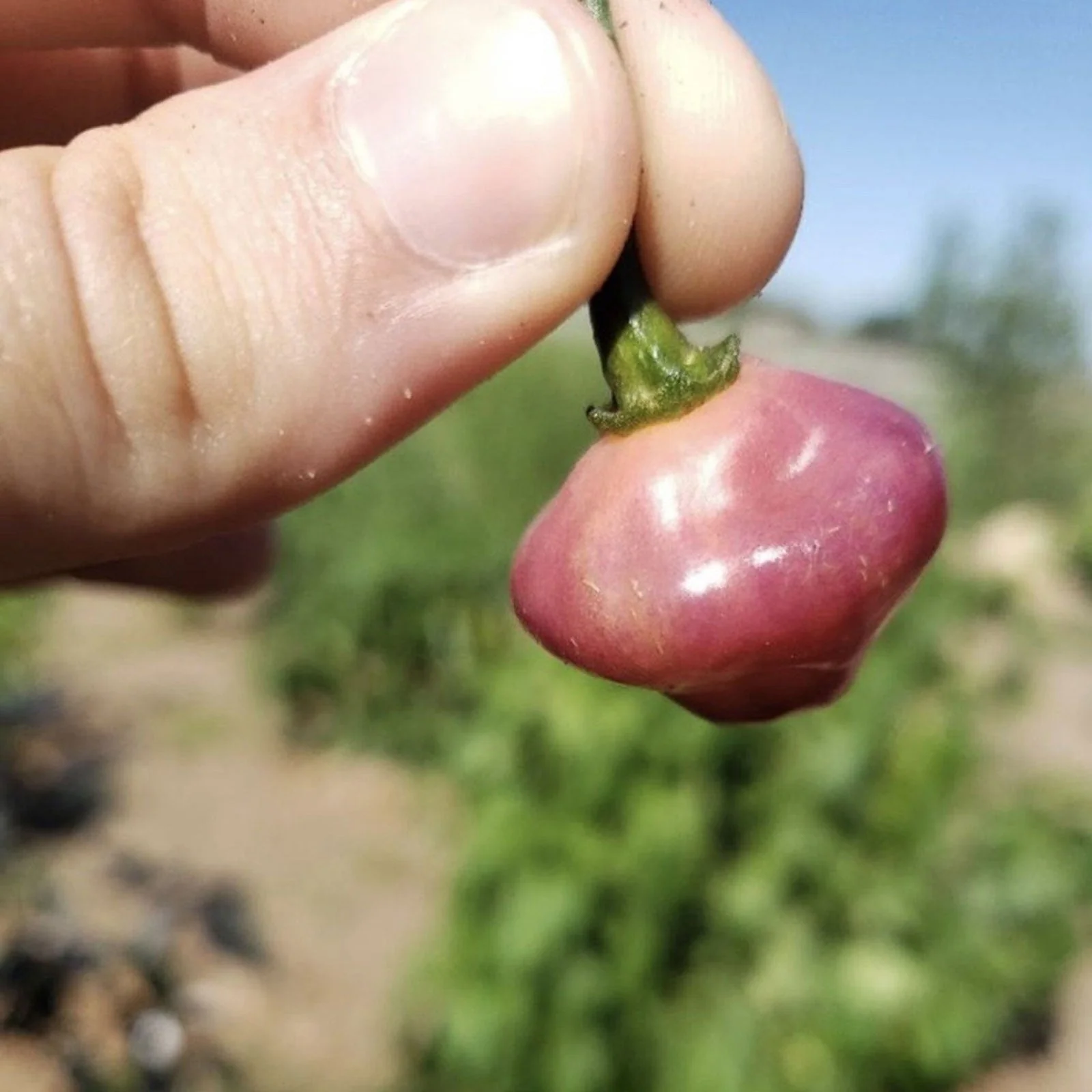 Cheiro Roxa Pepper Seeds (Non-Isolated) - Image 2