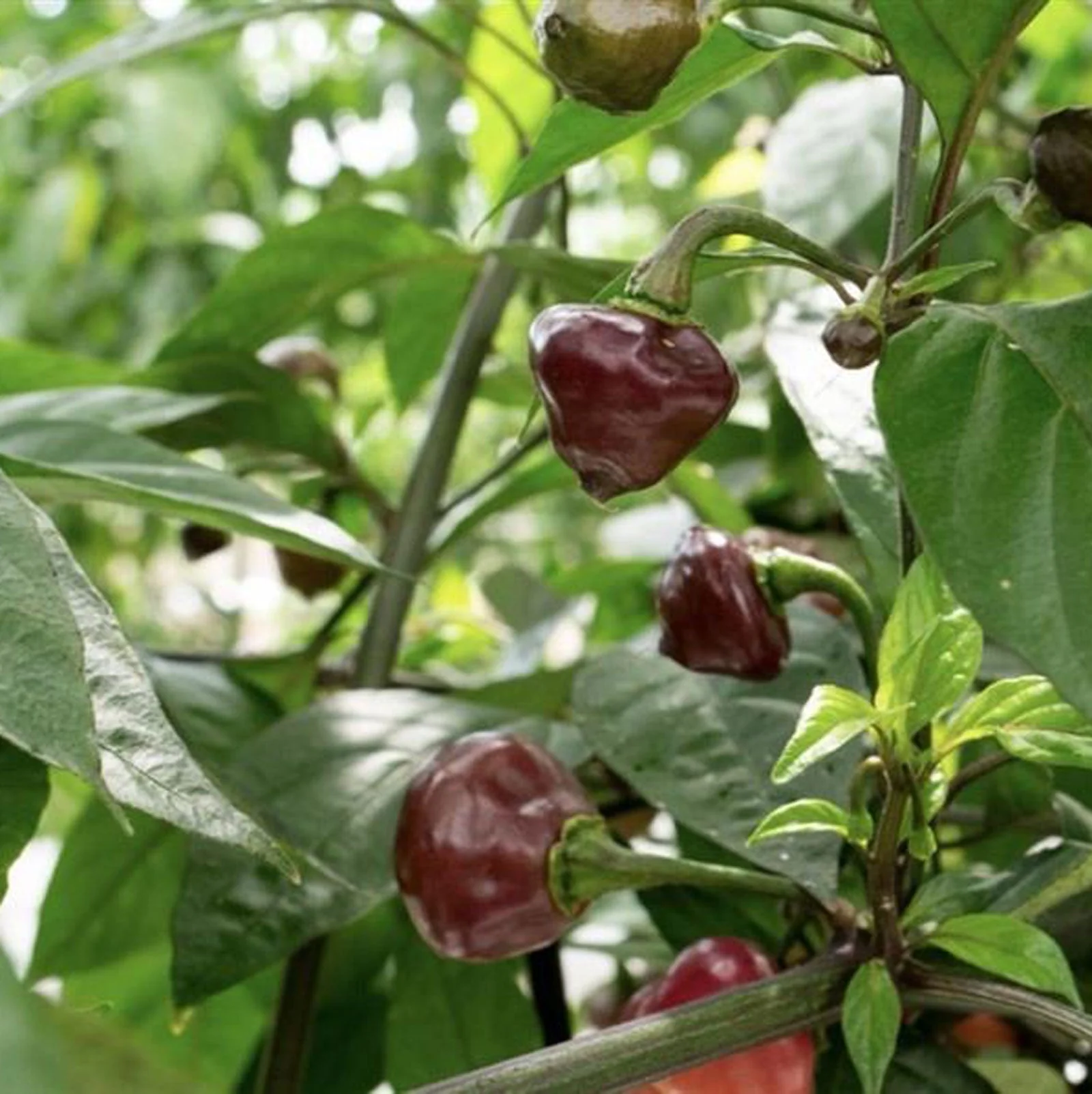 Cheiro Roxa Pepper Seeds (Non-Isolated) - Image 3