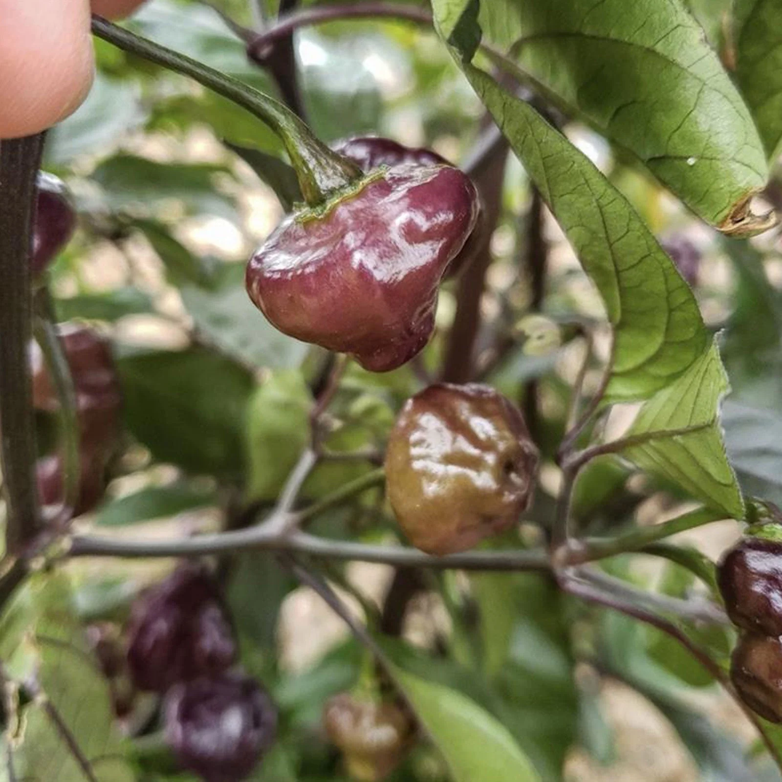 Cheiro Roxa Pepper Seeds (Non-Isolated) - Image 4