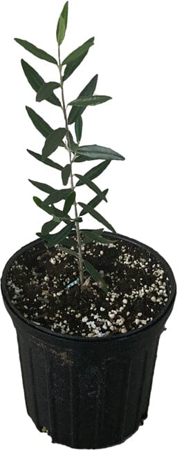 Chemlali Olive Tree - Image 2