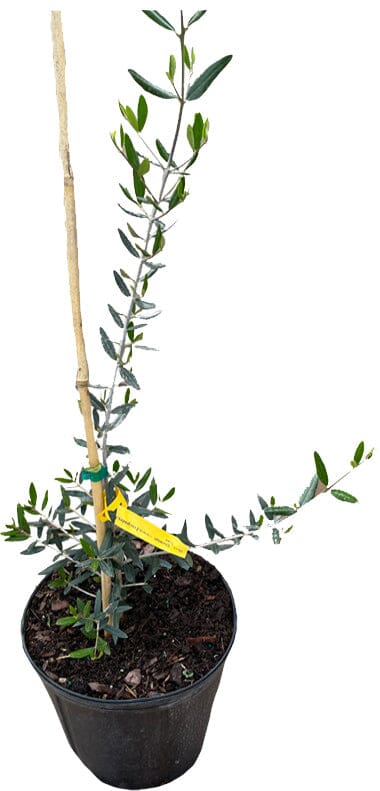 Chemlali Olive Tree - Image 3