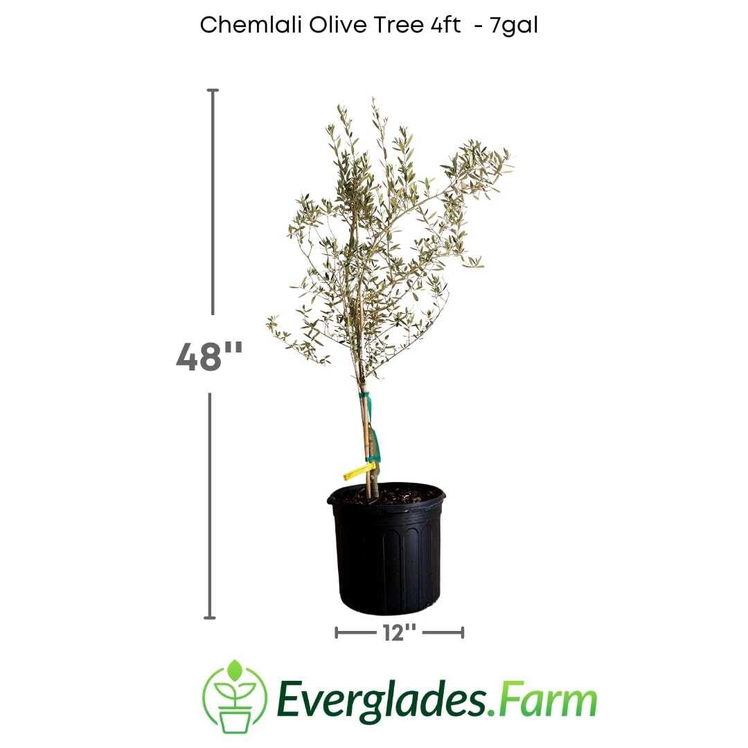 Chemlali Olive Tree - Image 4