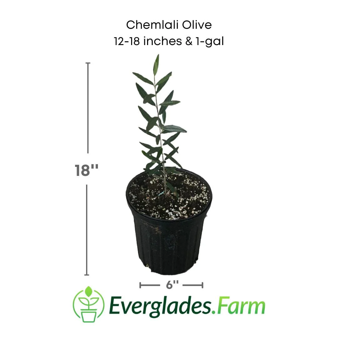 Chemlali Olive Tree - Image 5